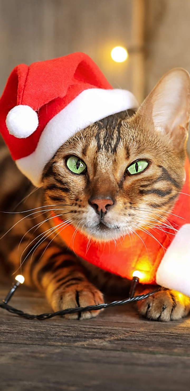 Handy-Wallpaper Tiere, Katzen, Katze, Weihnachtsmütze kostenlos herunterladen.