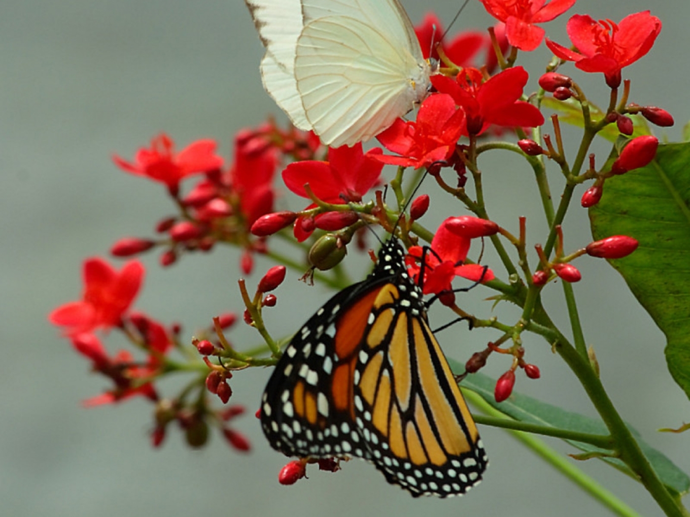 butterflies, insects 4K, Ultra HD