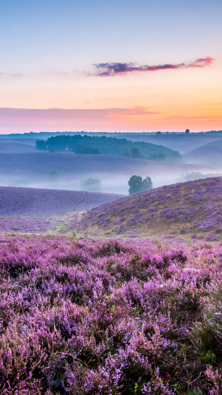 Download mobile wallpaper Landscape, Nature, Horizon, Fog, Earth, Hill, Pink Flower for free.