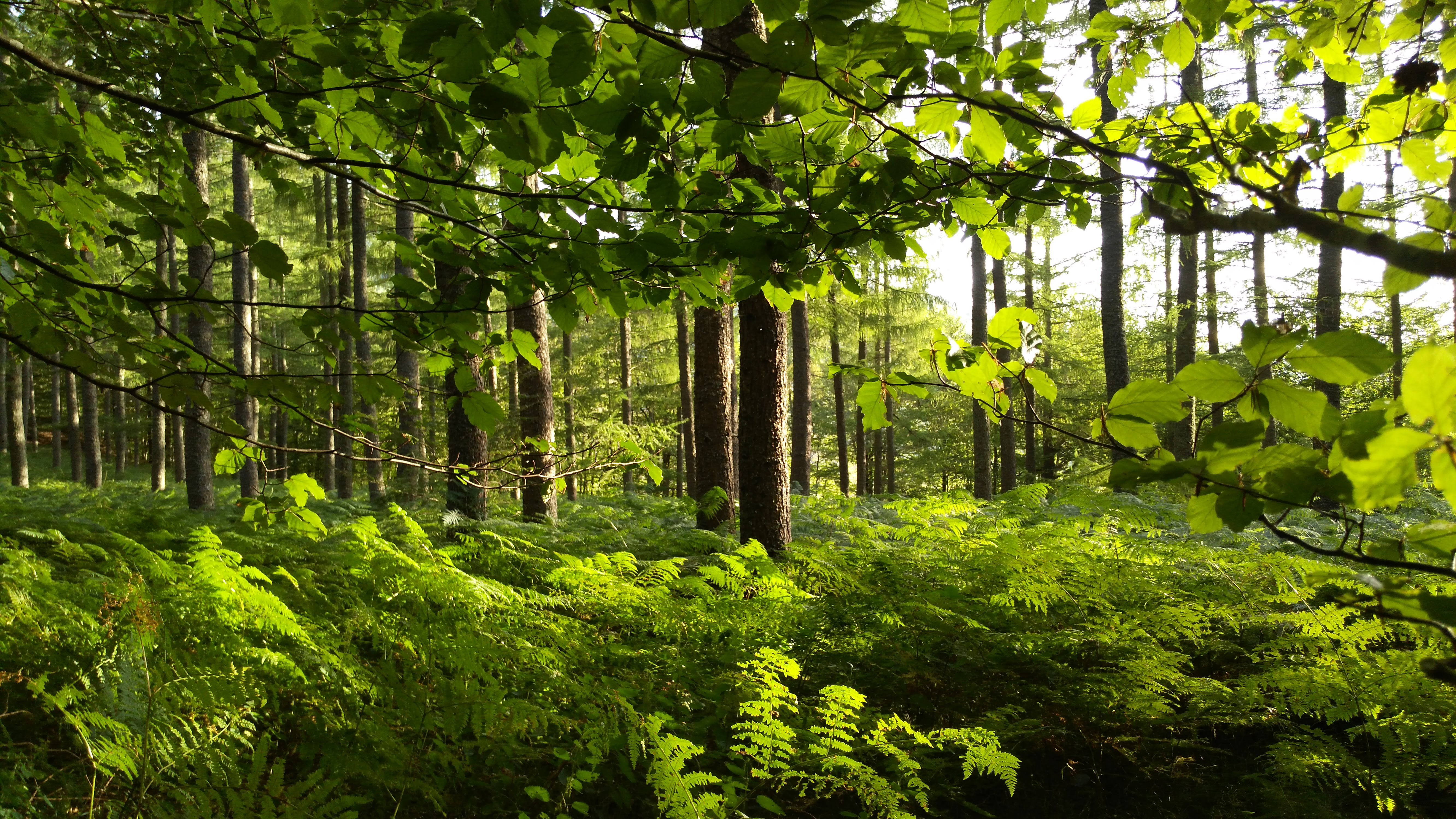 Скачать картинку Природа, Папоротник, Лес, Зеленый, Солнечно, Земля/природа в телефон бесплатно.