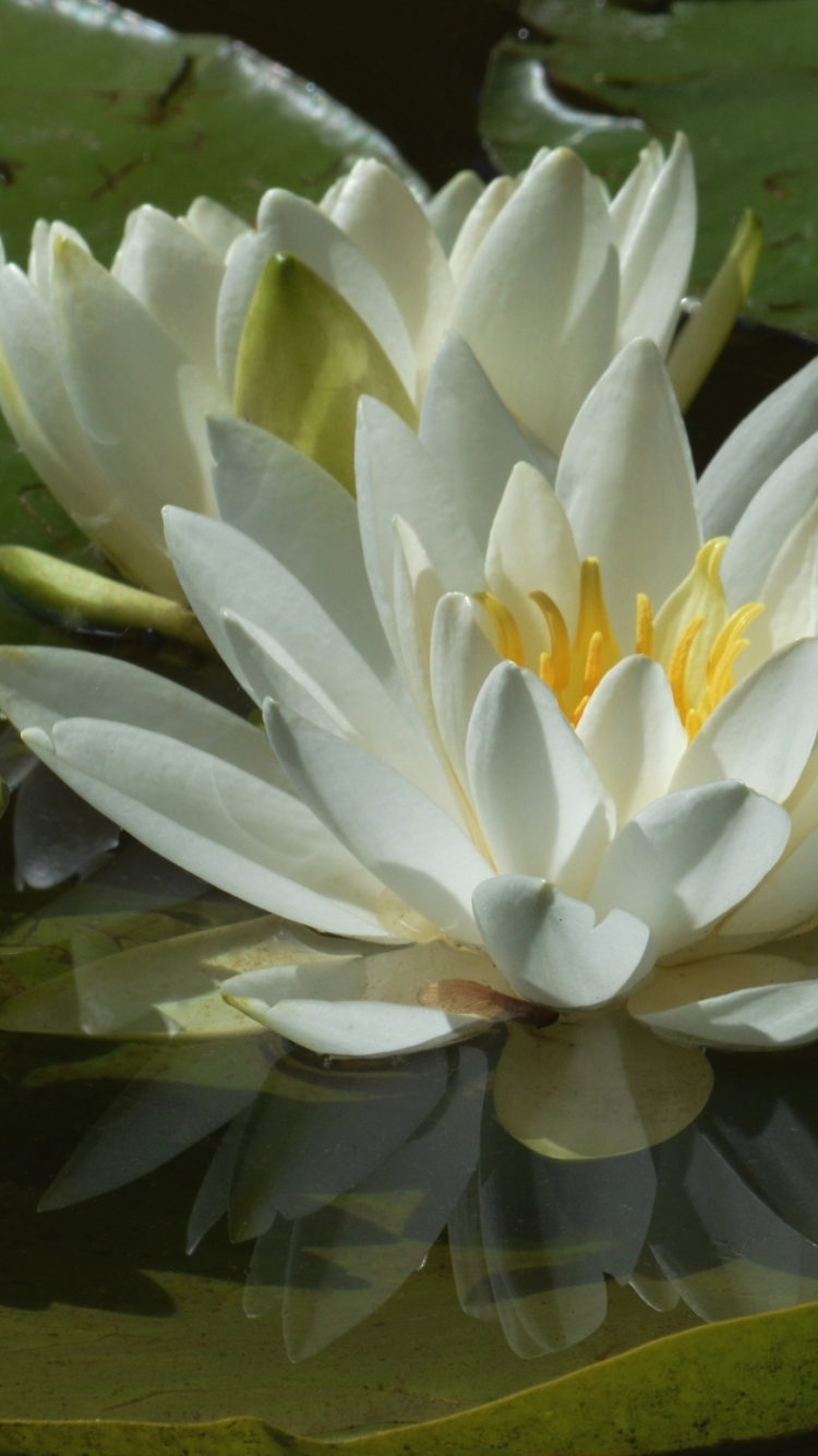 Download mobile wallpaper Nature, Flowers, Reflection, Earth, Water Lily, White Flower for free.