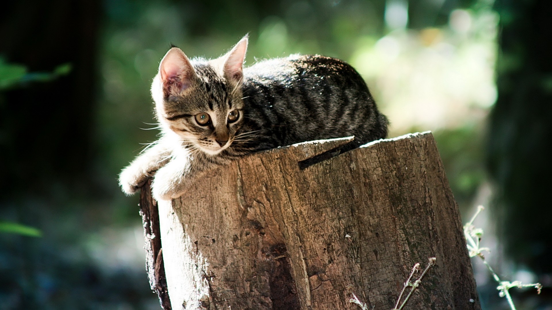 Baixar papel de parede para celular de Gato, Gatos, Animais gratuito.