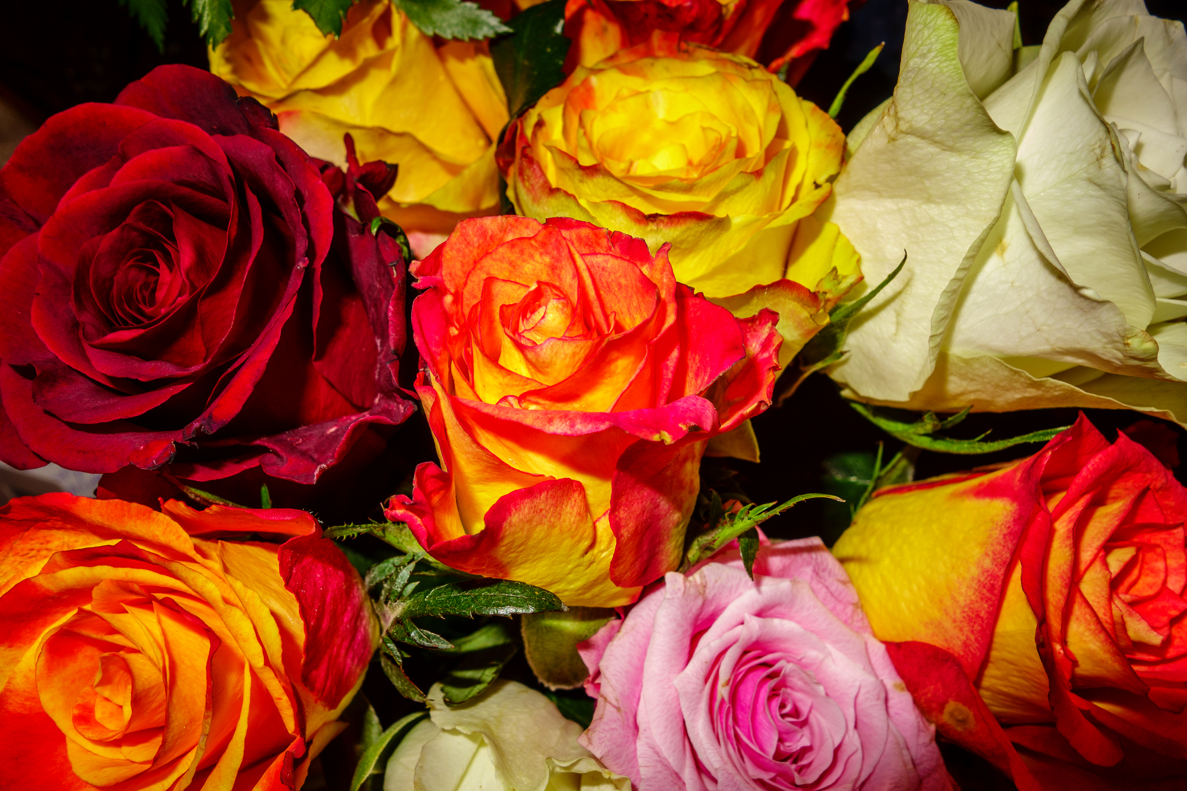 Download mobile wallpaper Flowers, Flower, Rose, Earth, Colors, Colorful for free.