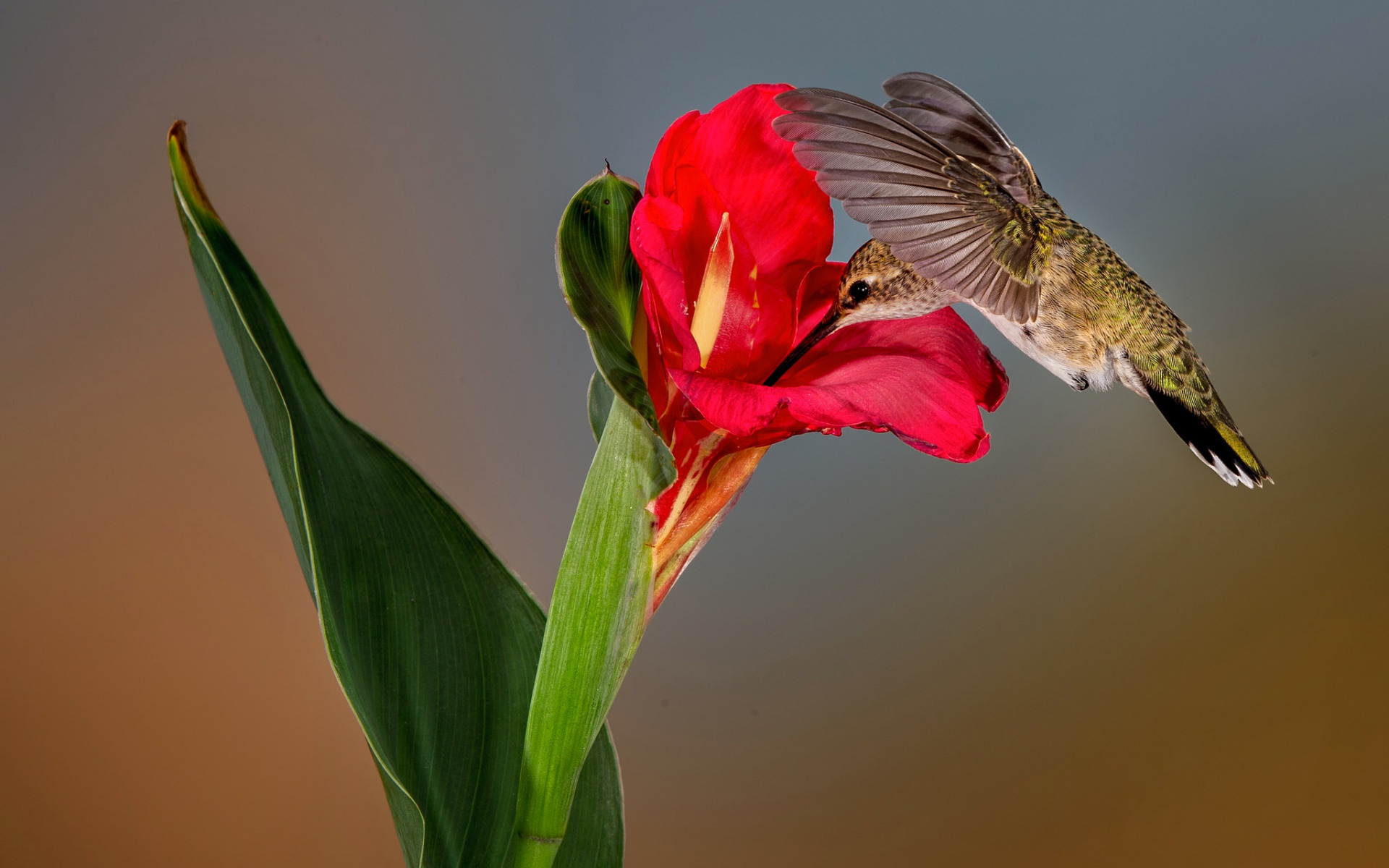 Download mobile wallpaper Birds, Flower, Animal, Hummingbird for free.
