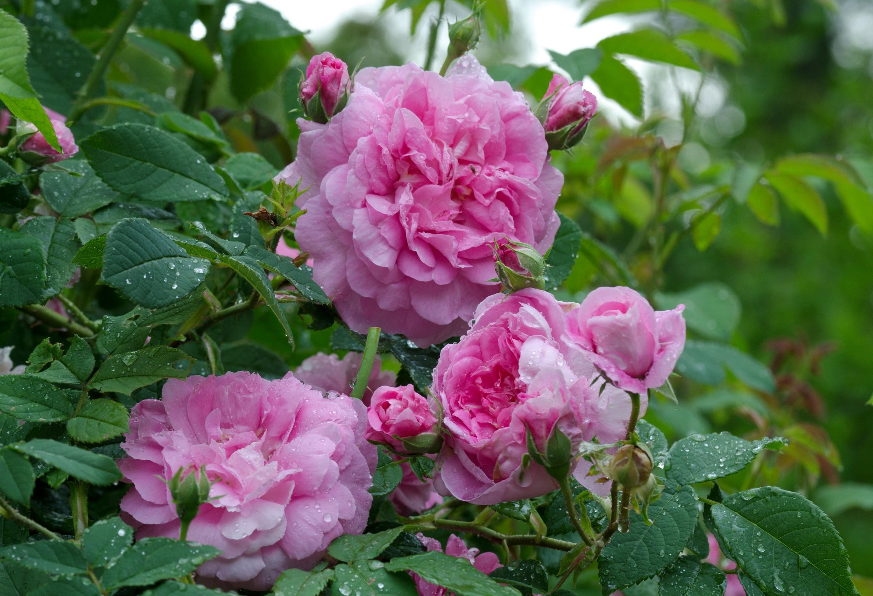 rose flower, bloom, flowering, drops, rose, flowers, bush, freshness Full HD