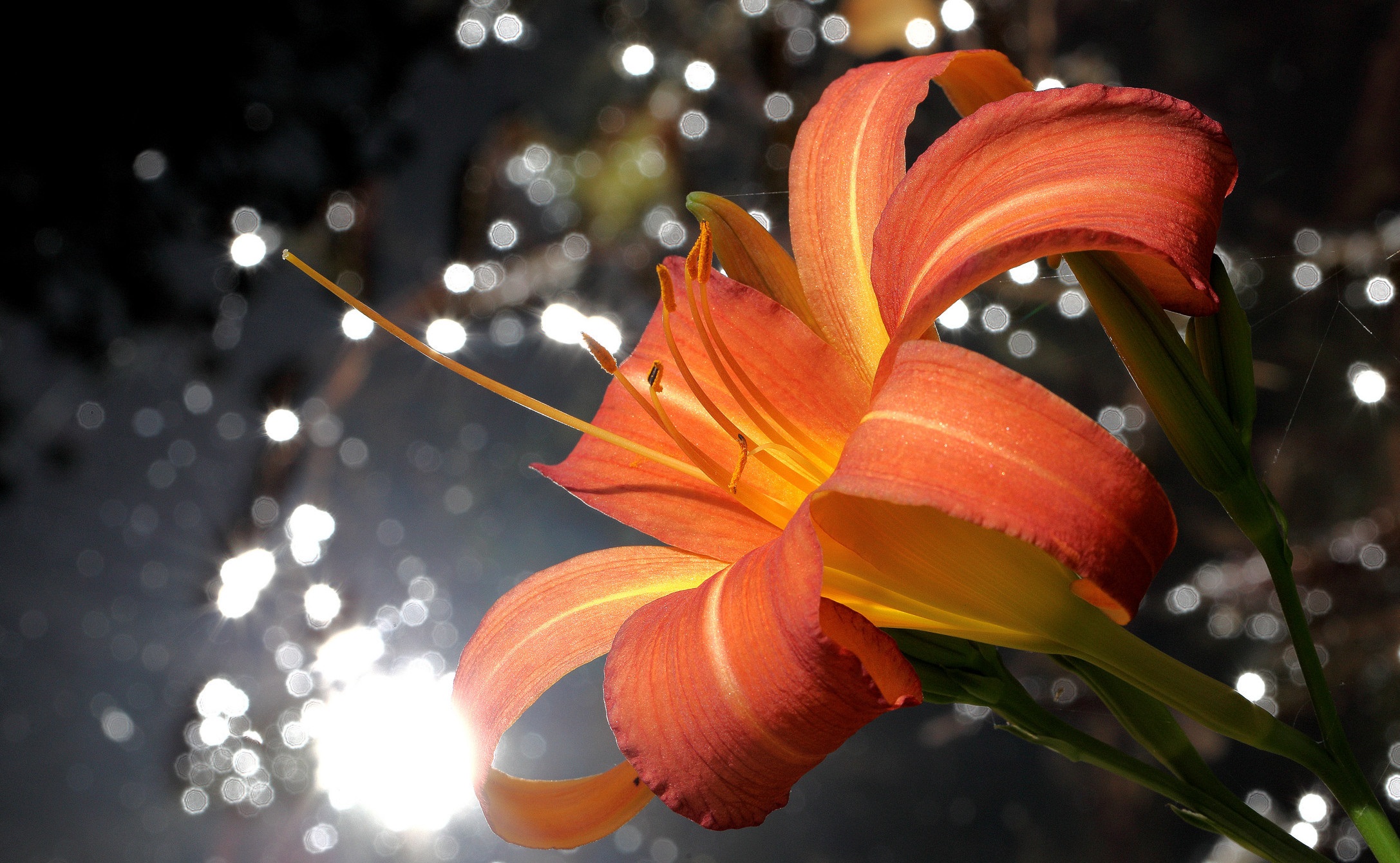 Free download wallpaper Flowers, Flower, Earth, Lily, Bokeh, Daylily on your PC desktop