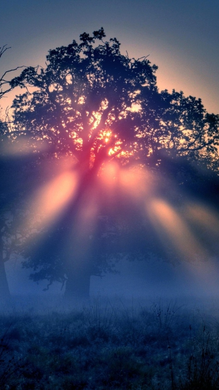 Download mobile wallpaper Landscape, Tree, Fog, Sunrise, Earth for free.