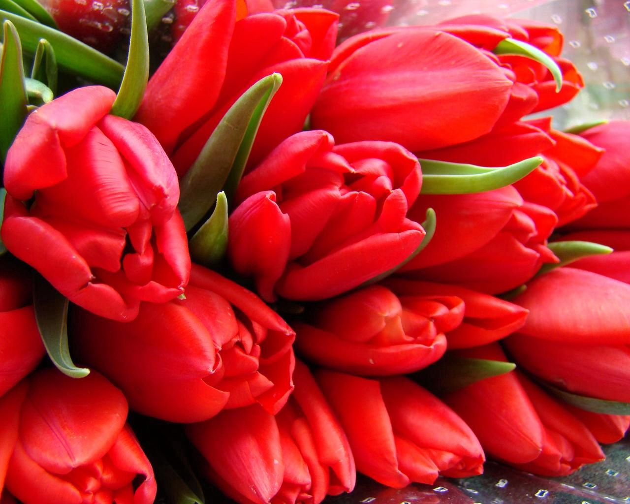 flowers, tulips, bouquet, packaging
