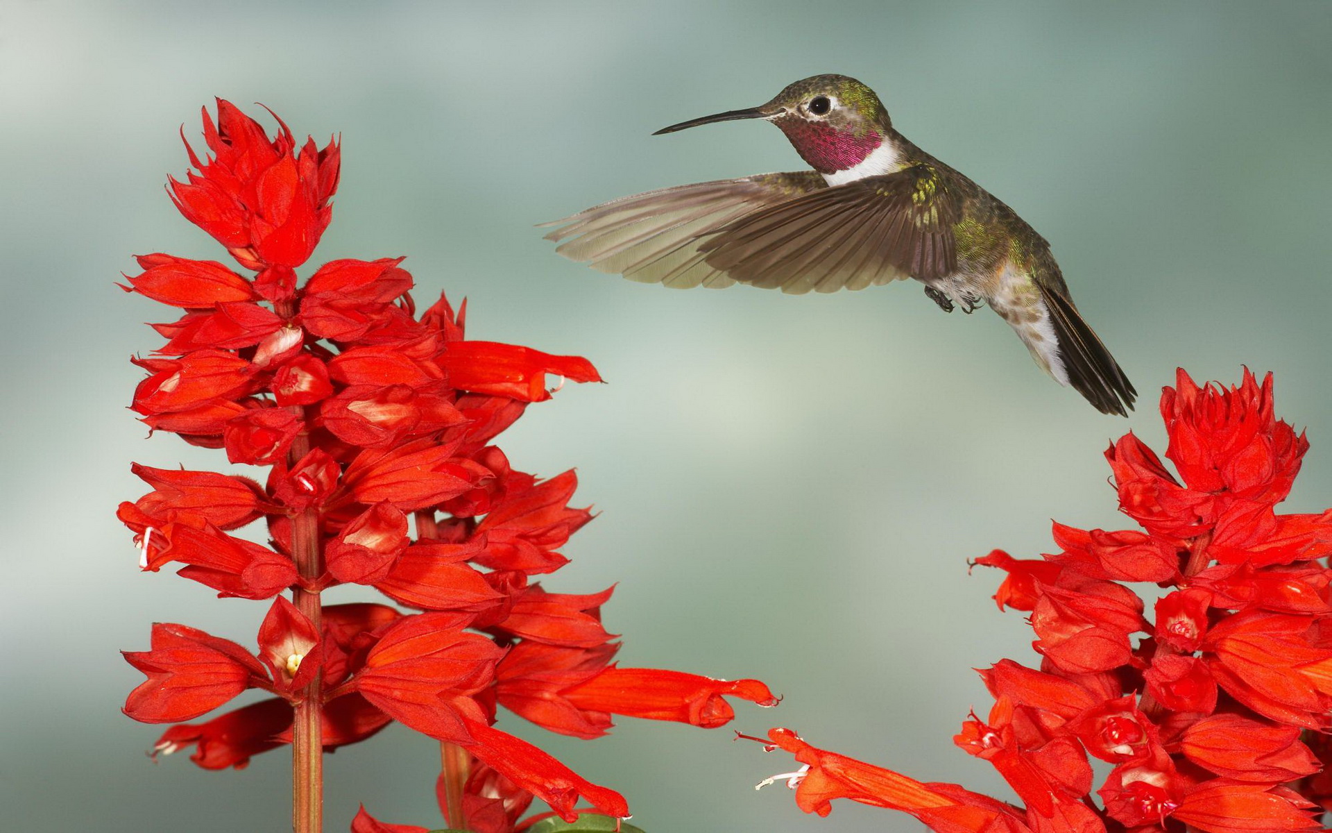 Free download wallpaper Hummingbird, Birds, Animal on your PC desktop