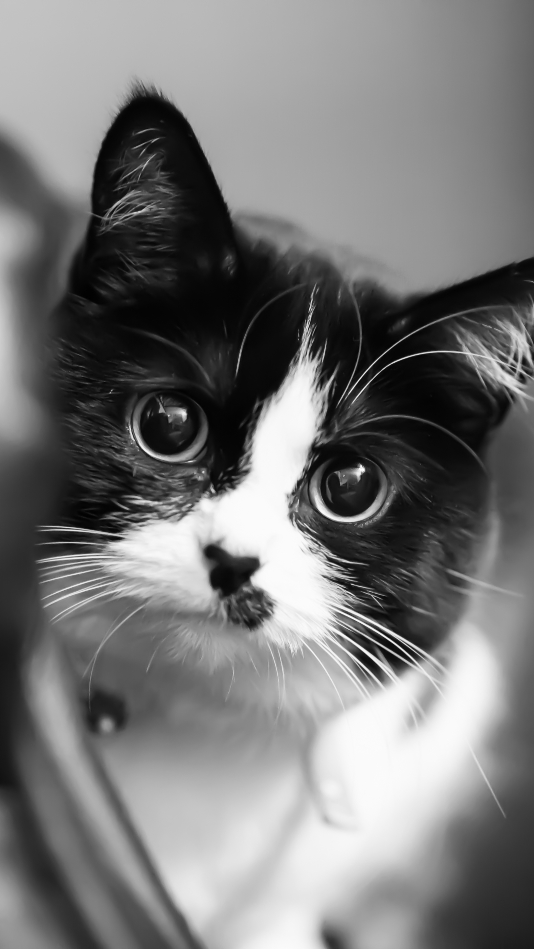 Descarga gratuita de fondo de pantalla para móvil de Animales, Gatos, Gato, Blanco Y Negro, Blanco Negro.