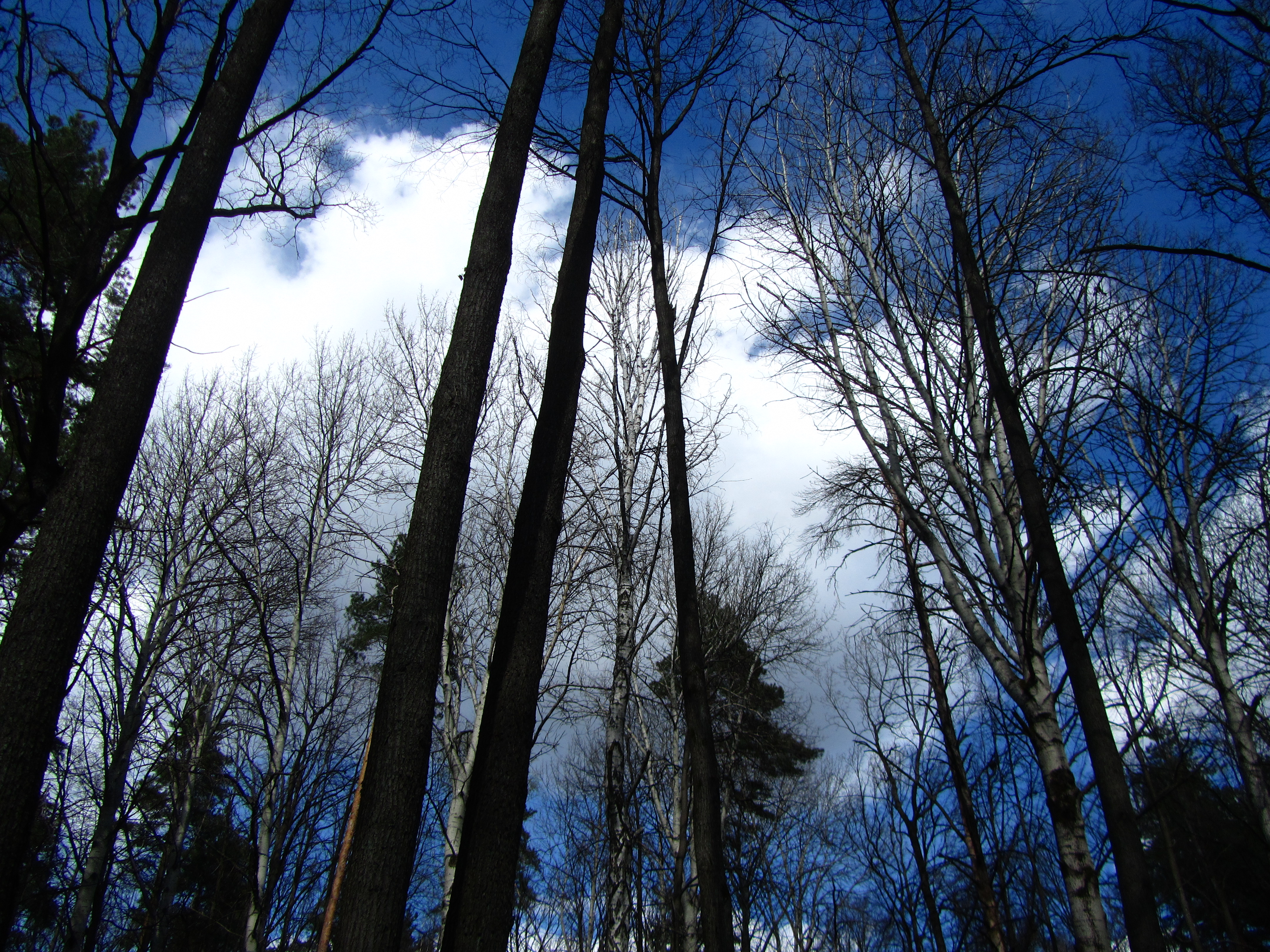 Descarga gratis la imagen Bosque, Tierra/naturaleza en el escritorio de tu PC