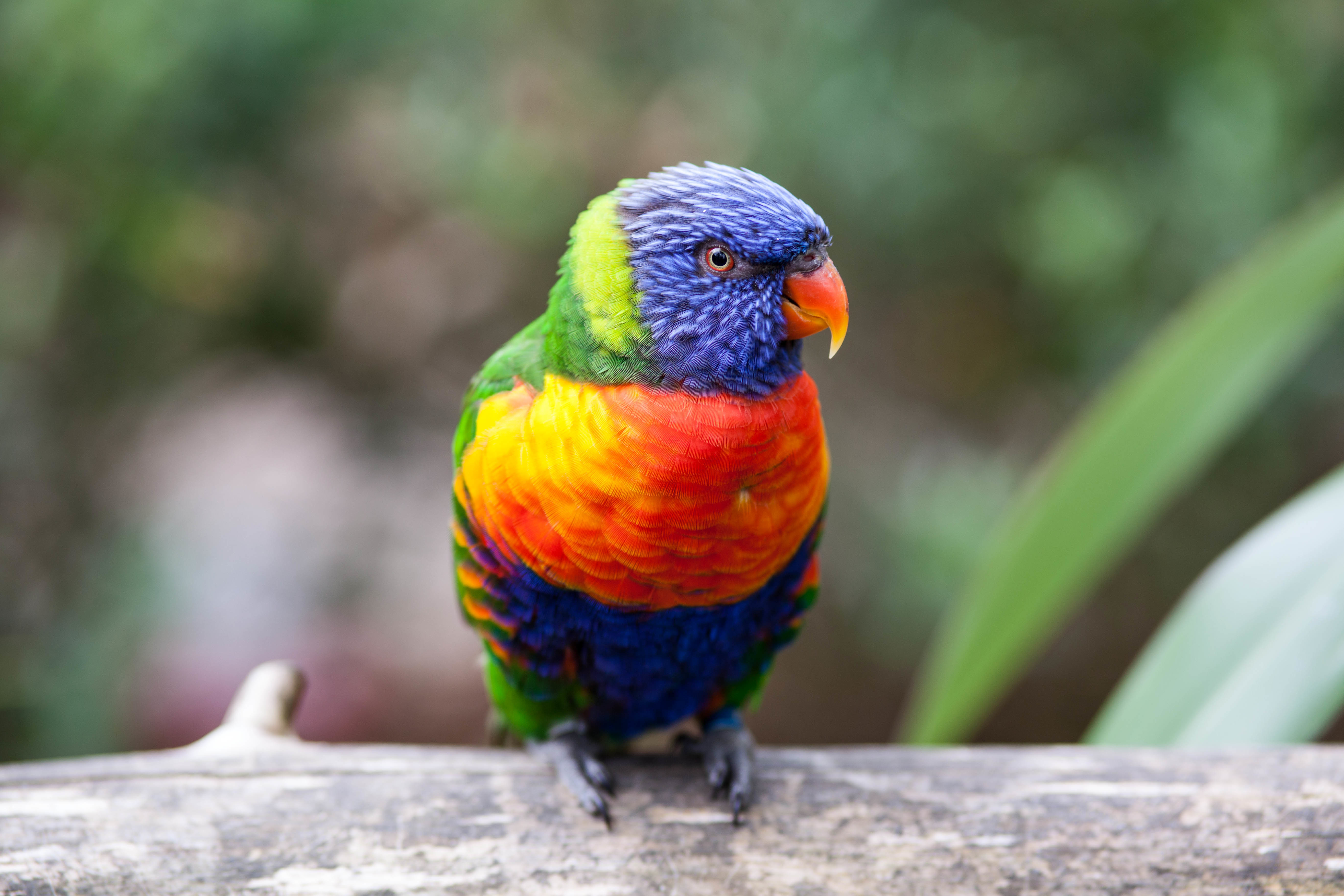 Download mobile wallpaper Birds, Bird, Animal, Colorful, Parrot, Rainbow Lorikeet for free.