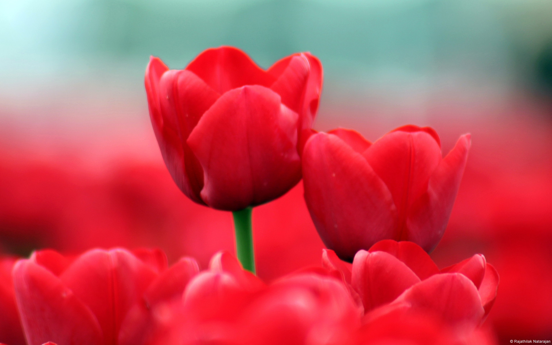 Descarga gratis la imagen Tulipán, Flores, Tierra/naturaleza en el escritorio de tu PC