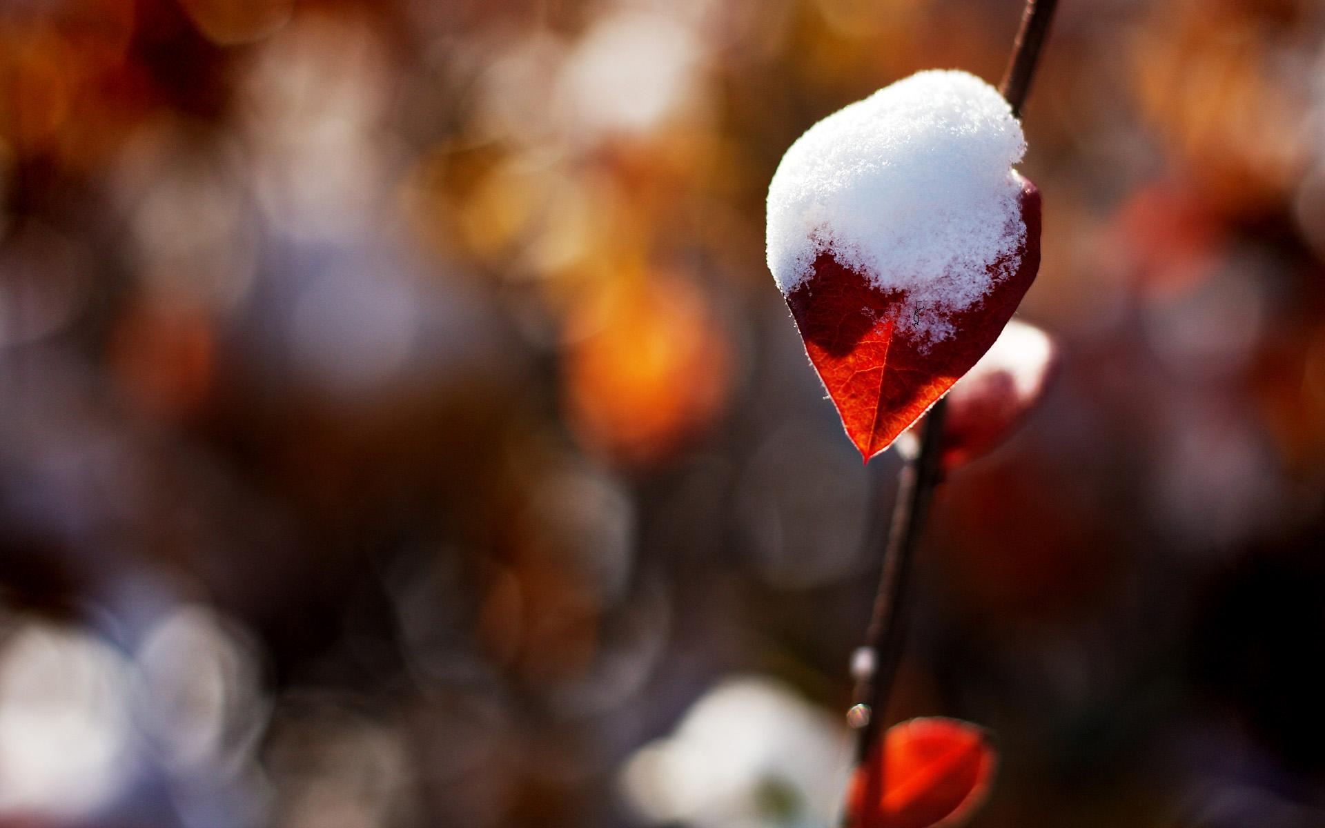 Free download wallpaper Snow, Leaf, Earth on your PC desktop