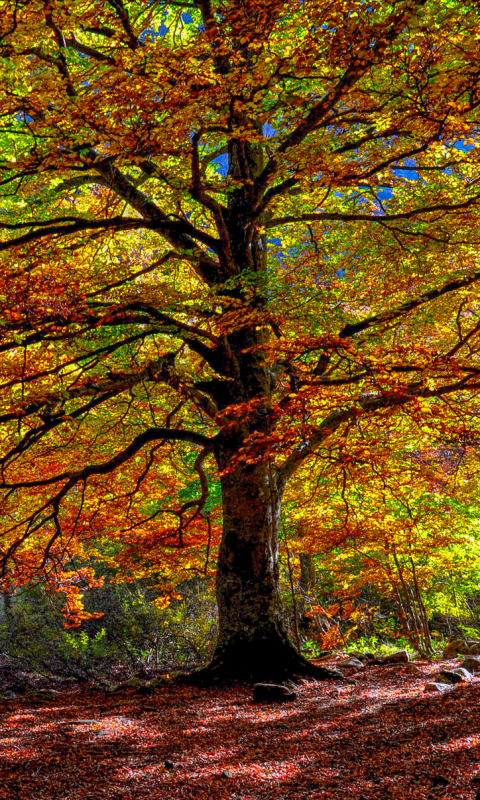 Download mobile wallpaper Nature, Trees, Tree, Fall, Earth for free.