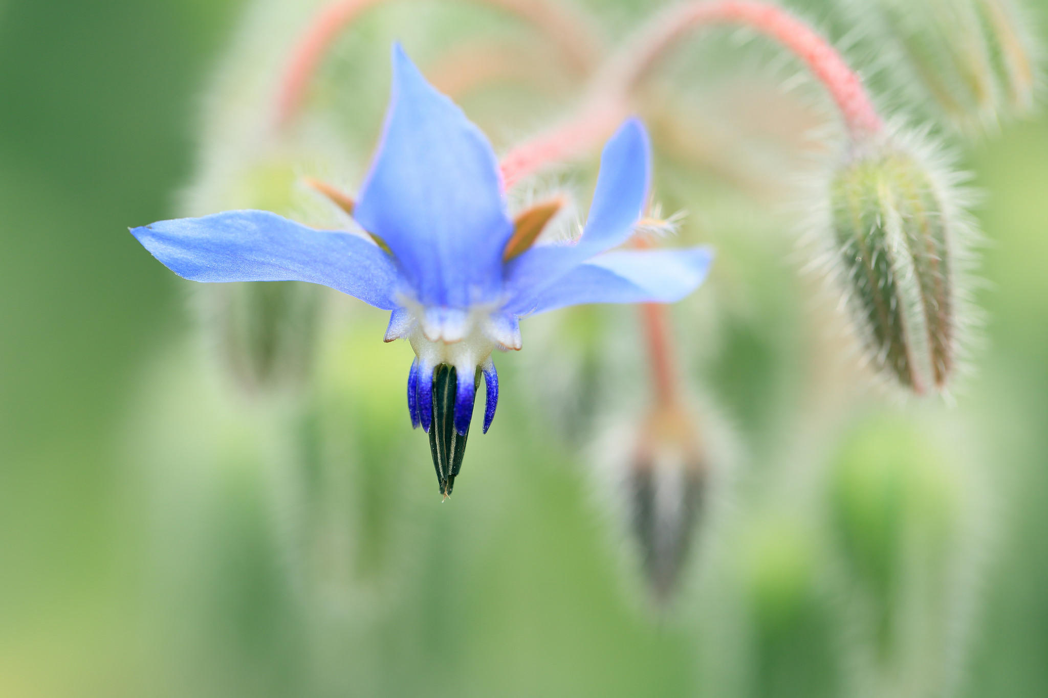 Descarga gratis la imagen Flores, Flor, De Cerca, Tierra/naturaleza en el escritorio de tu PC