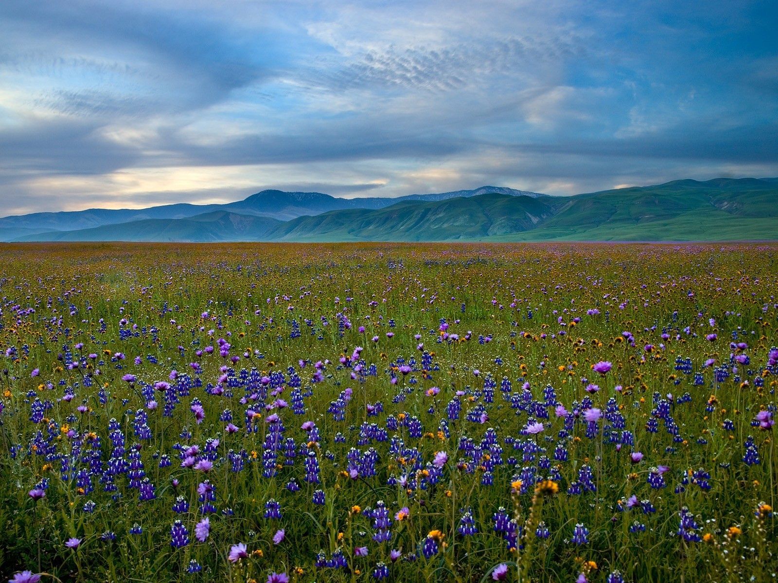Laden Sie das Sommer, Es Ist Wunderschön, Grass, Natur, Sky, Blumen, Hübsch-Bild kostenlos auf Ihren PC-Desktop herunter