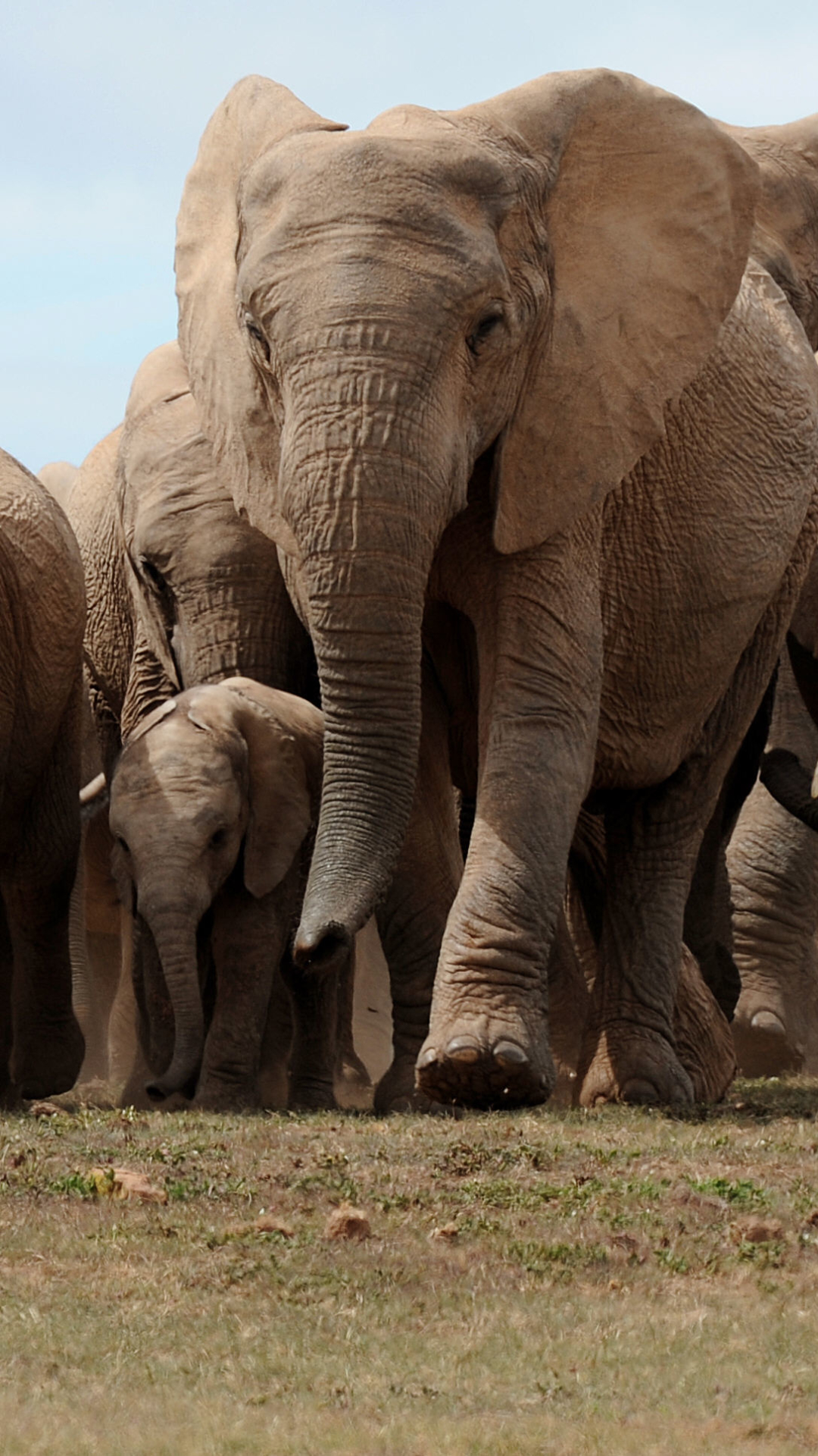 Baixar papel de parede para celular de Animais, Elefantes, Elefante, Elefante Da Savana gratuito.