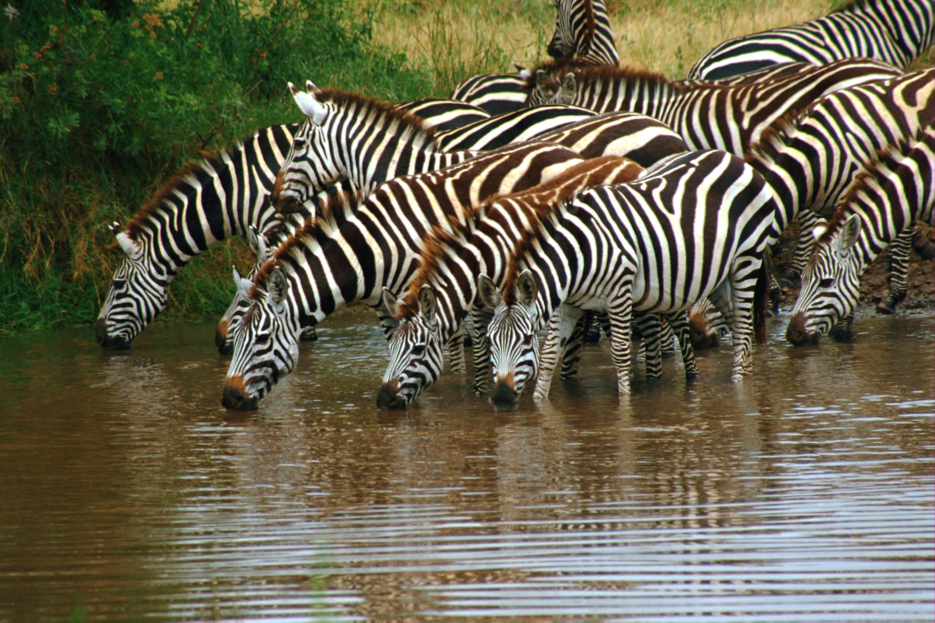Download mobile wallpaper Zebra, Animal for free.