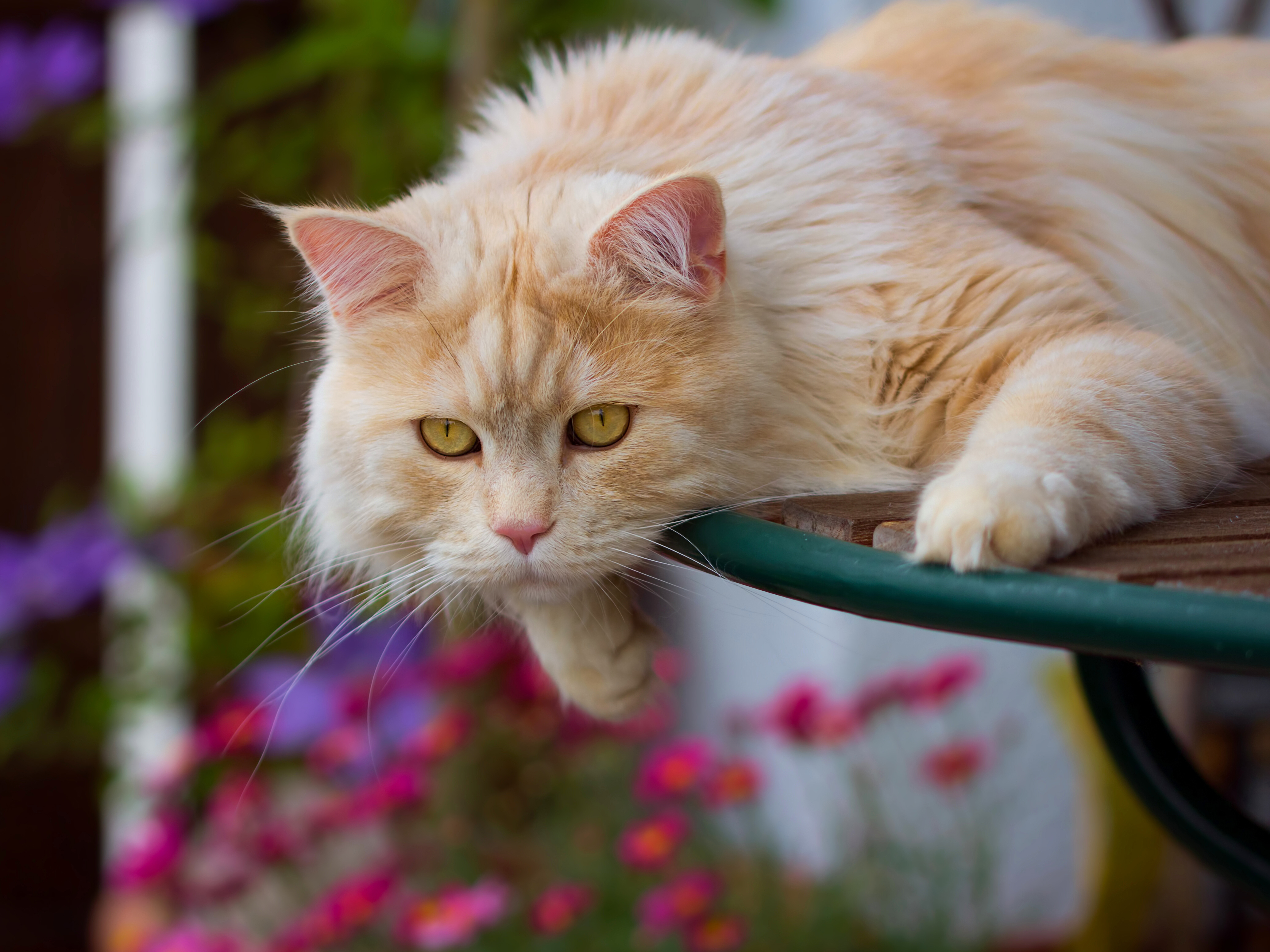 Handy-Wallpaper Tiere, Katzen, Katze kostenlos herunterladen.