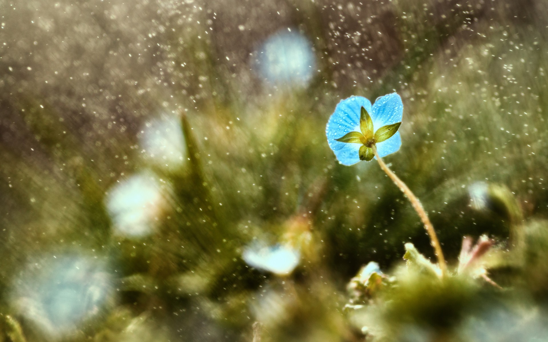 Handy-Wallpaper Blumen, Blume, Erde/natur kostenlos herunterladen.