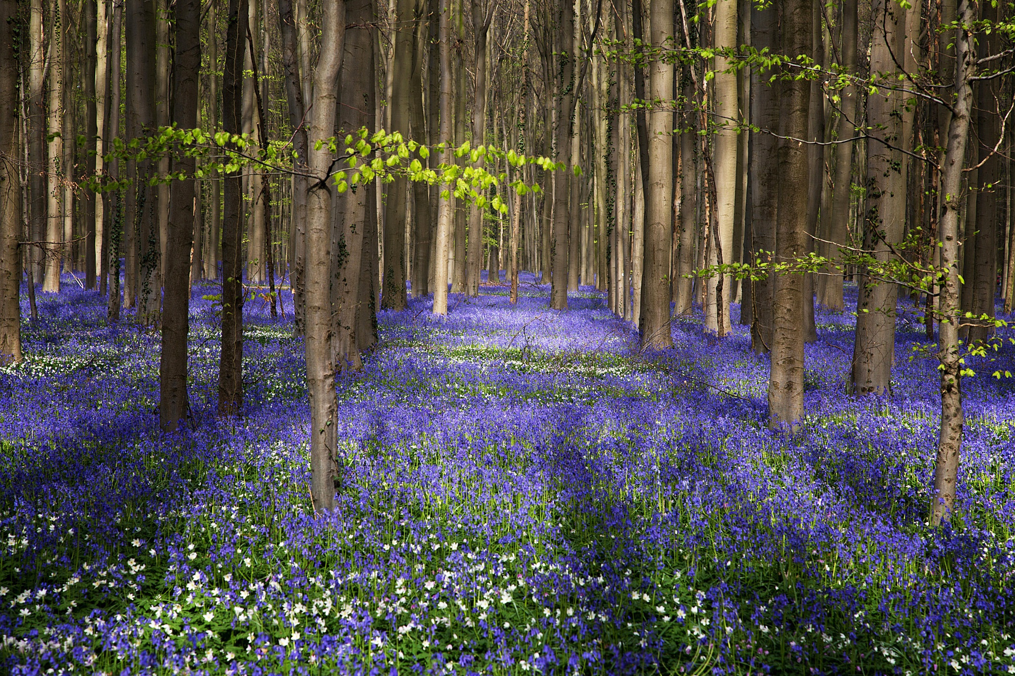 Free download wallpaper Nature, Flower, Forest, Tree, Earth, Purple Flower on your PC desktop