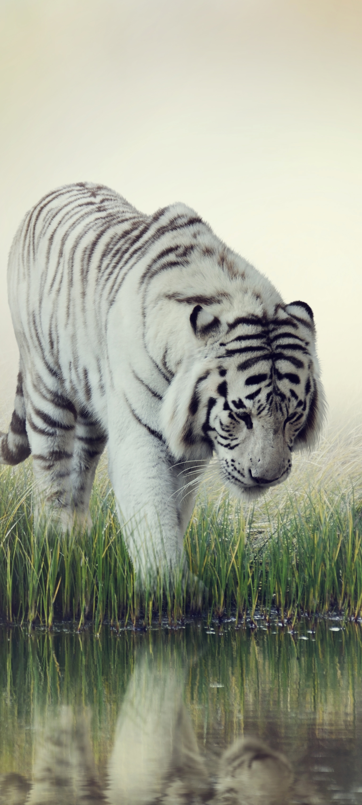 Handy-Wallpaper Tiere, Katzen, Tiger, Weißer Tiger, Spiegelung, Betrachtung kostenlos herunterladen.