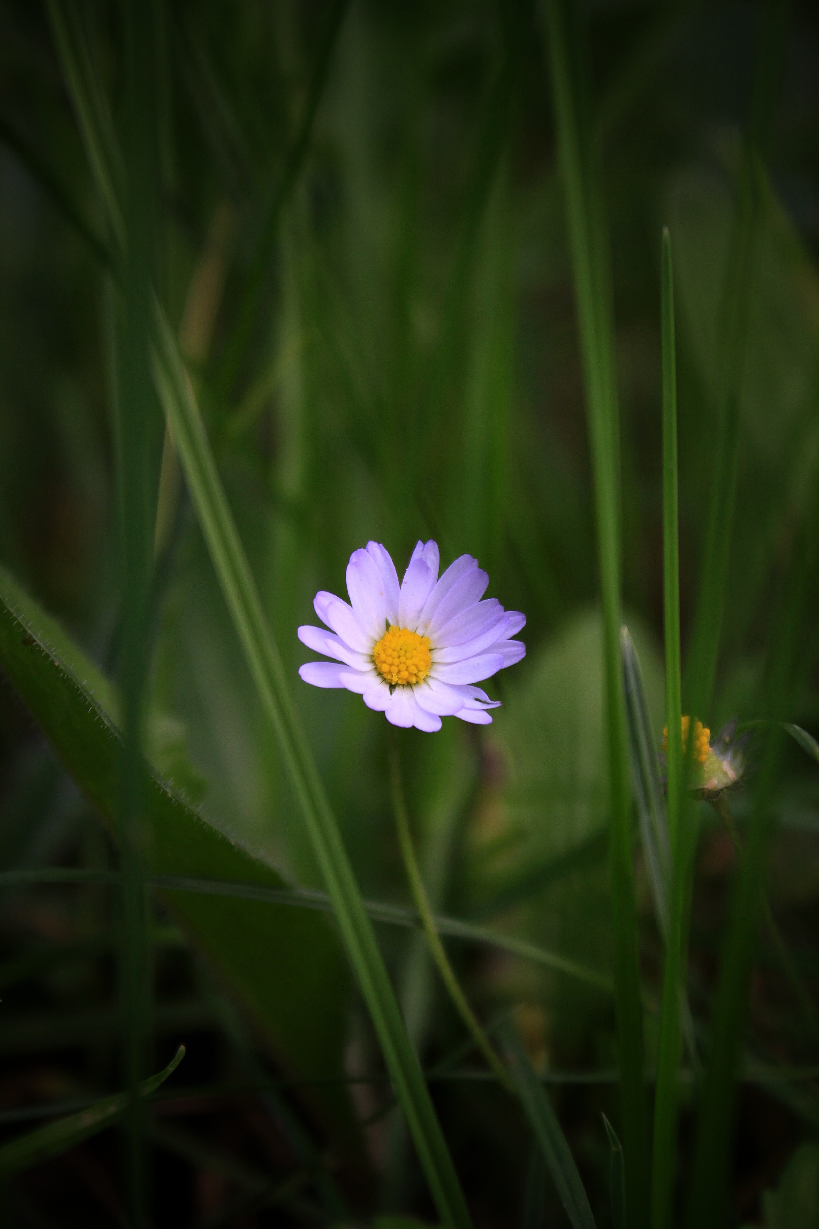 Free download wallpaper Flowers, Grass, Macro, Chamomile, Petals, Camomile on your PC desktop