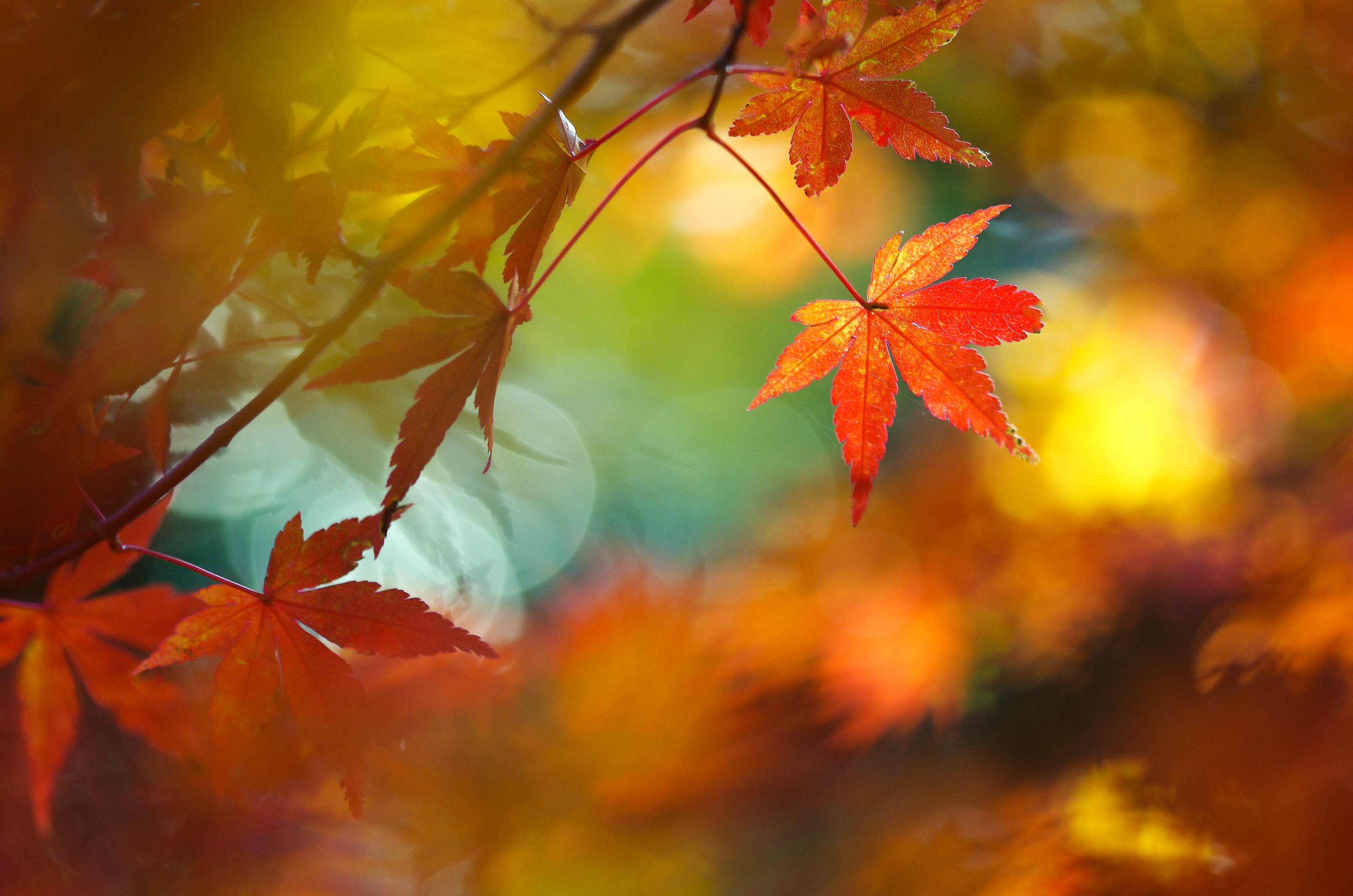 Скачать картинку Осень, Лист, Кленовый Лист, Земля/природа в телефон бесплатно.