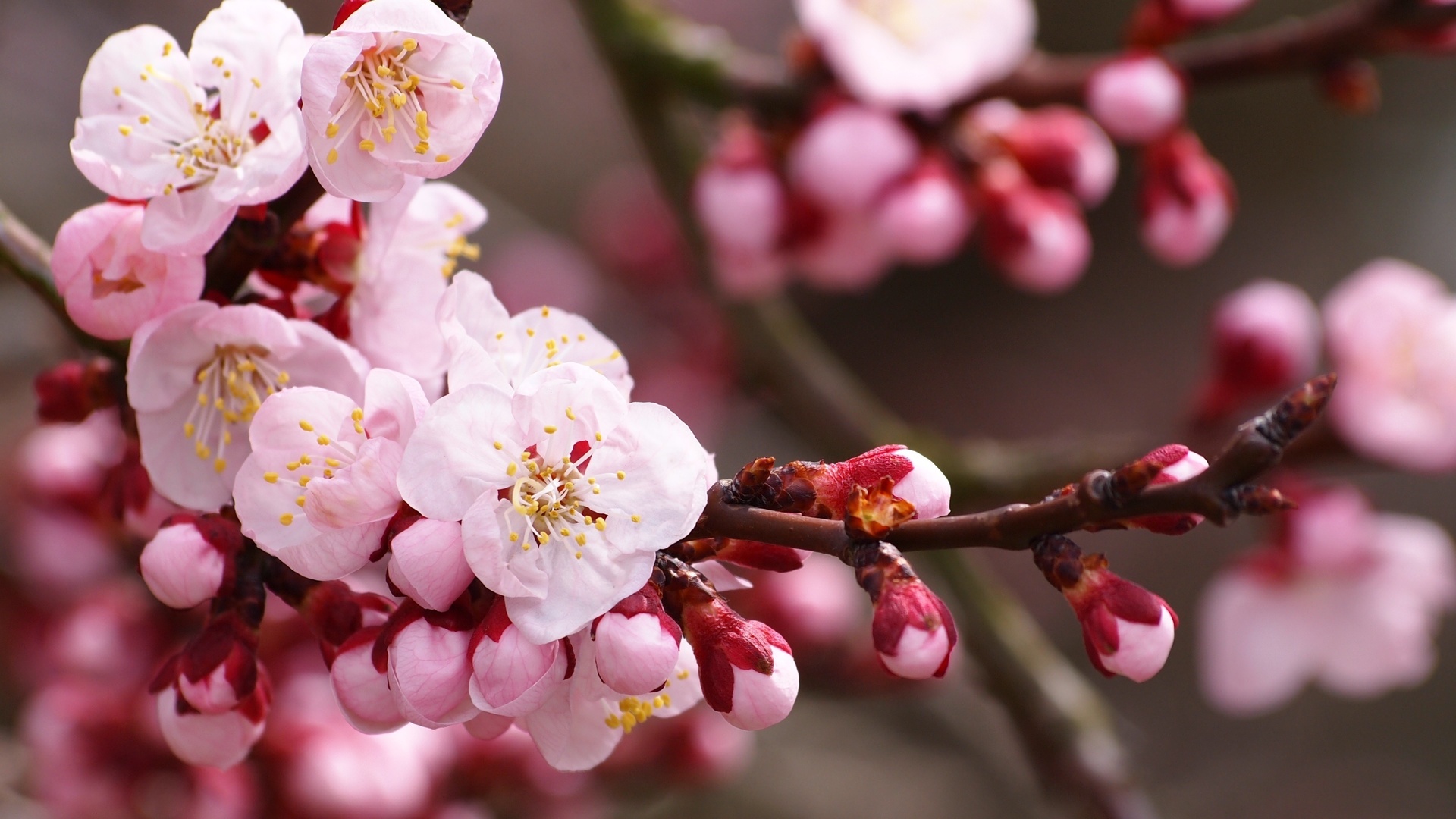 Free download wallpaper Flowers, Earth, Blossom on your PC desktop
