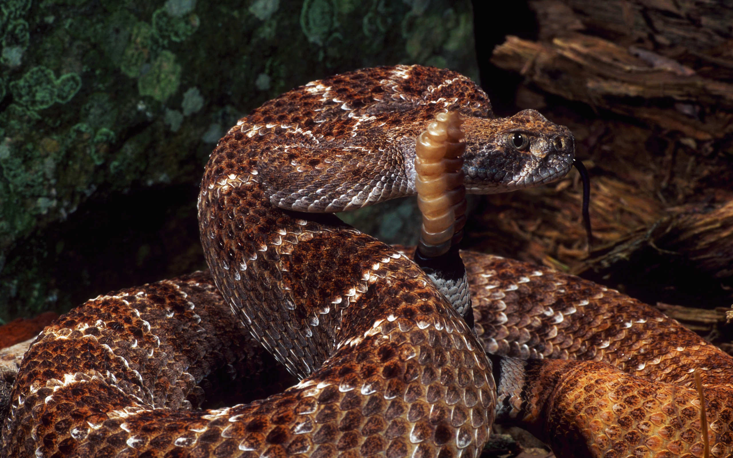 Download mobile wallpaper Rattlesnake, Reptiles, Animal for free.