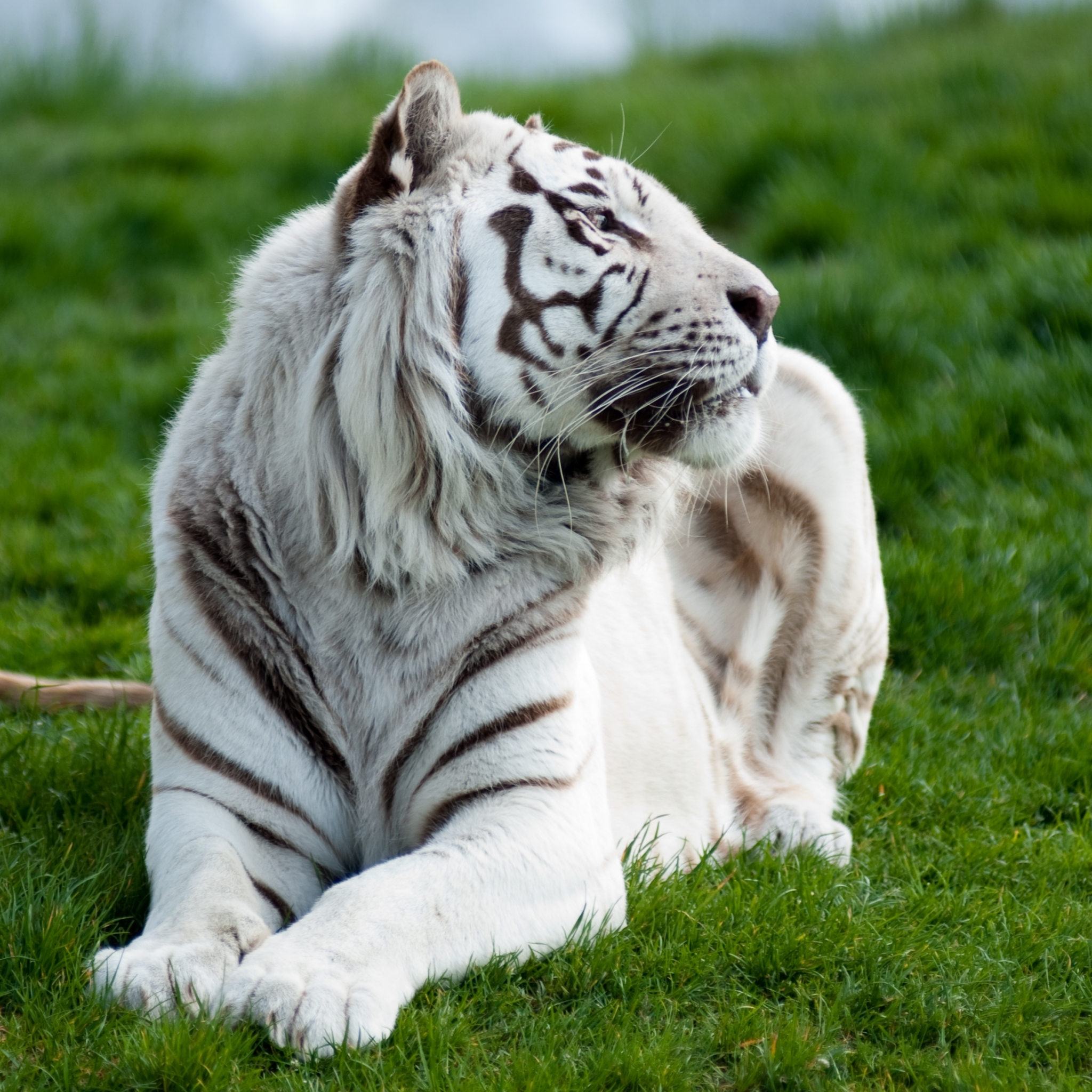 Handy-Wallpaper Tiere, Katzen, Weißer Tiger kostenlos herunterladen.