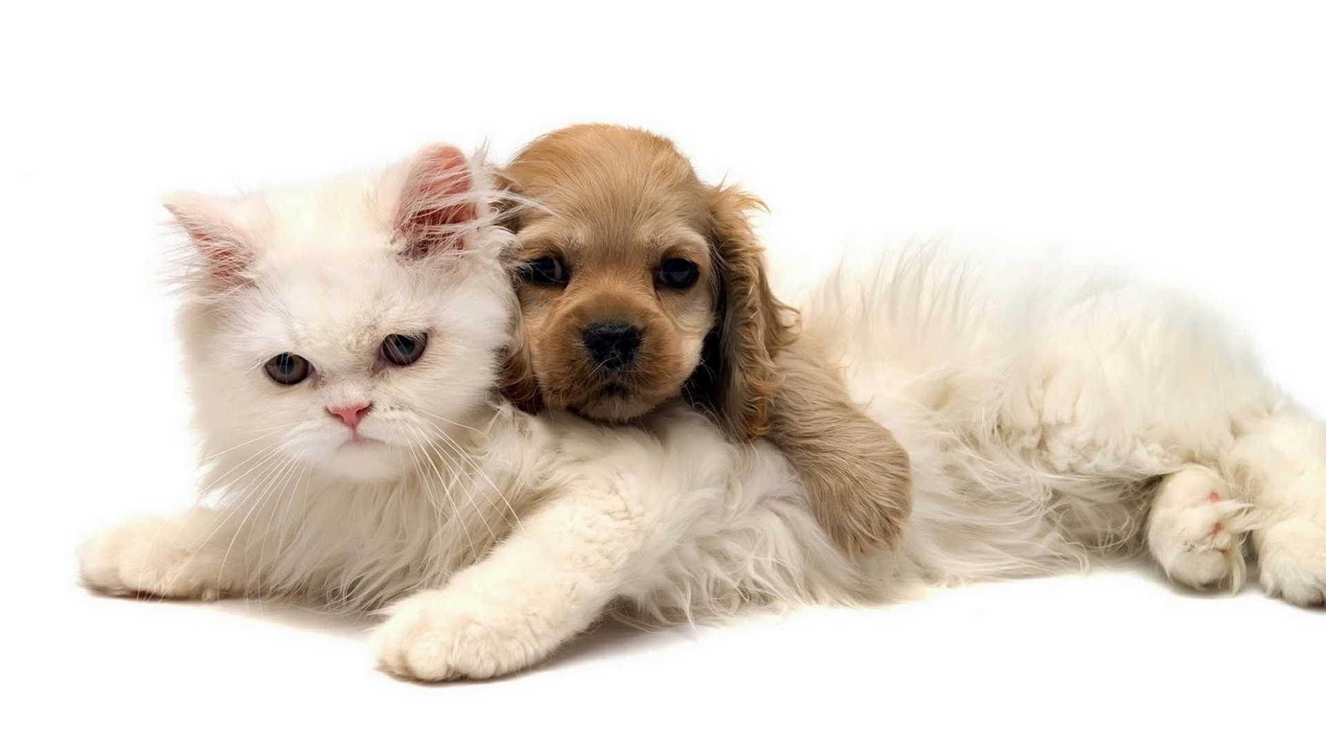 Завантажити шпалери безкоштовно Тварини, Кішки, Собаки картинка на робочий стіл ПК