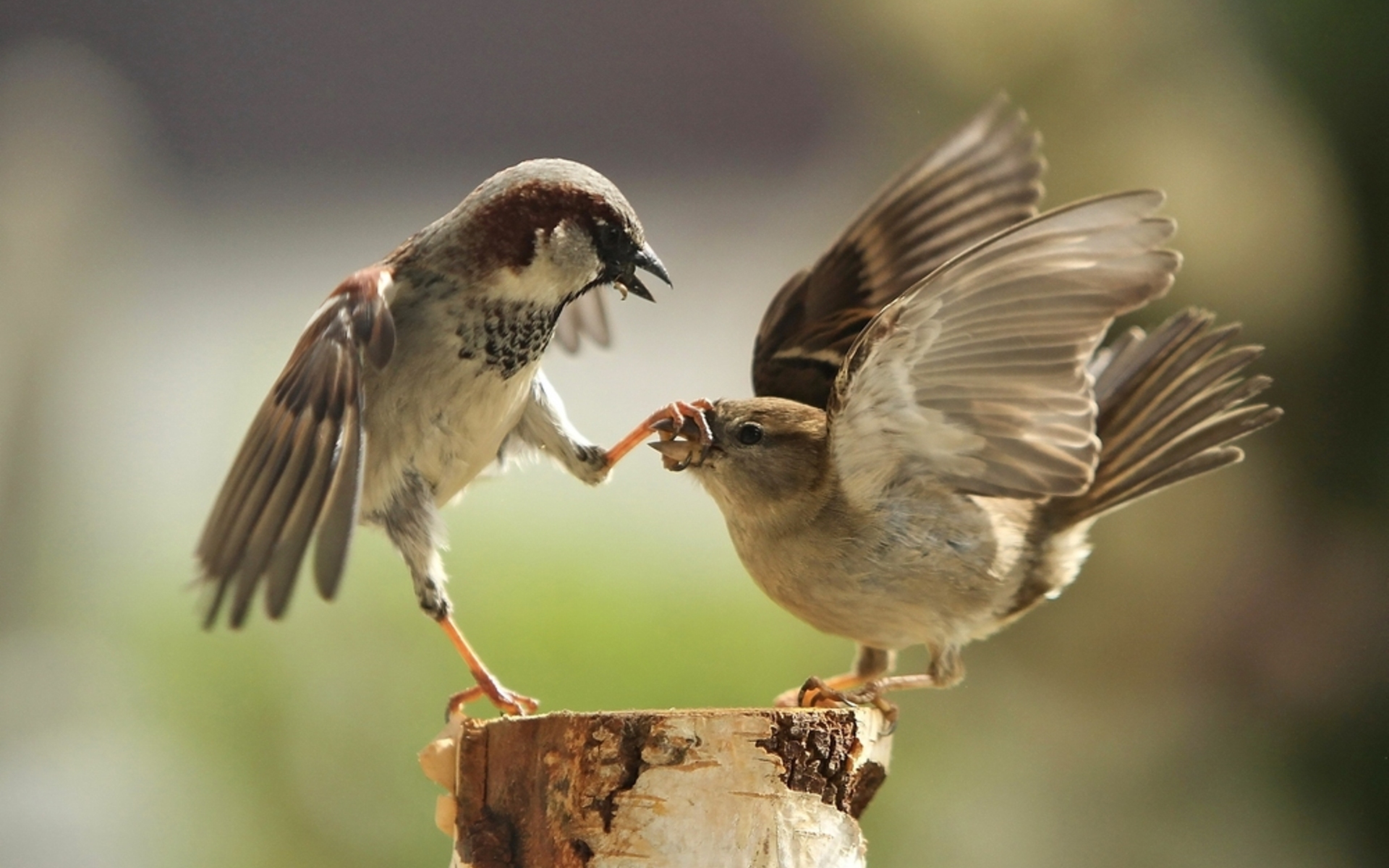 Téléchargez gratuitement l'image Oiseau, Des Oiseaux, Animaux sur le bureau de votre PC