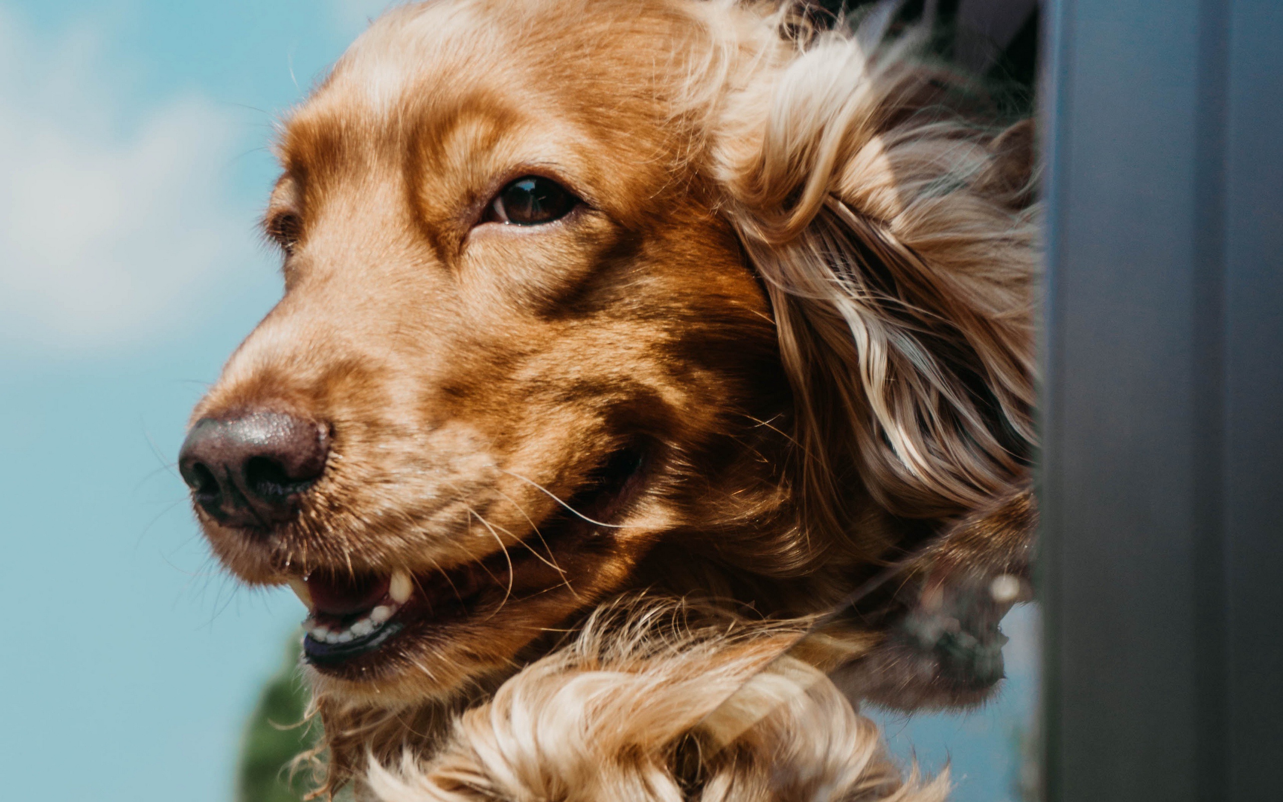 Download mobile wallpaper Dogs, Dog, Animal, Cocker Spaniel for free.