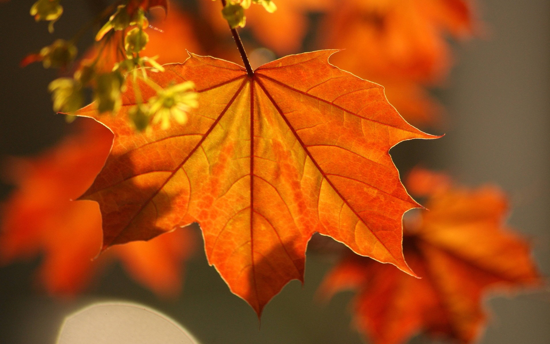 Baixe gratuitamente a imagem Outono, Terra/natureza na área de trabalho do seu PC