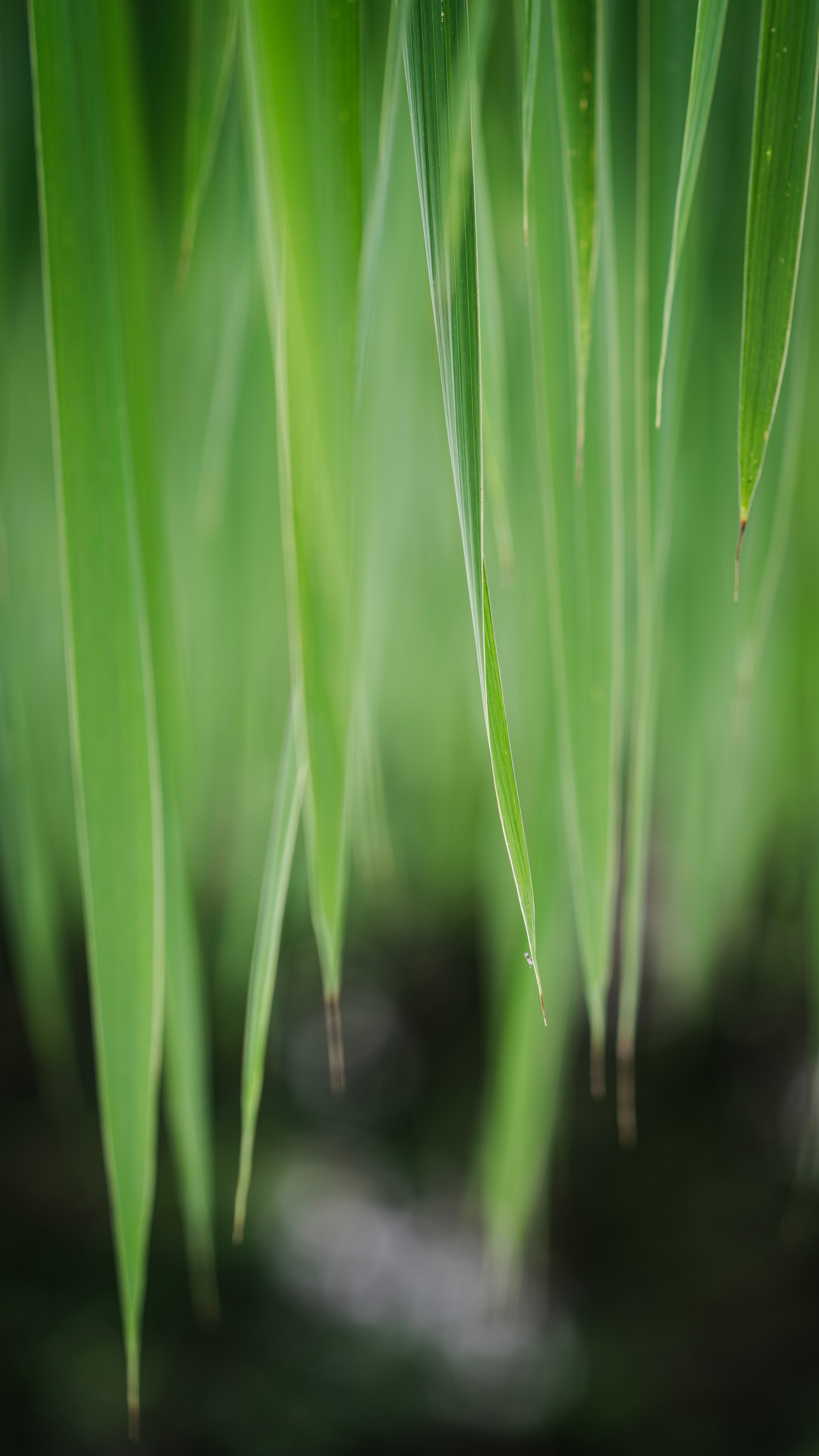 1920x1080 Background plant, grass, leaves, macro