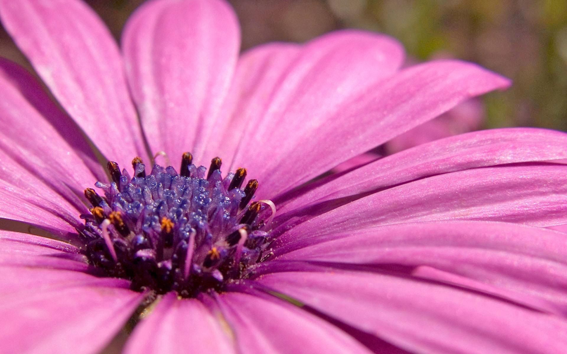 Free download wallpaper Flowers, Pink, Violet, Petals, Macro, Purple on your PC desktop