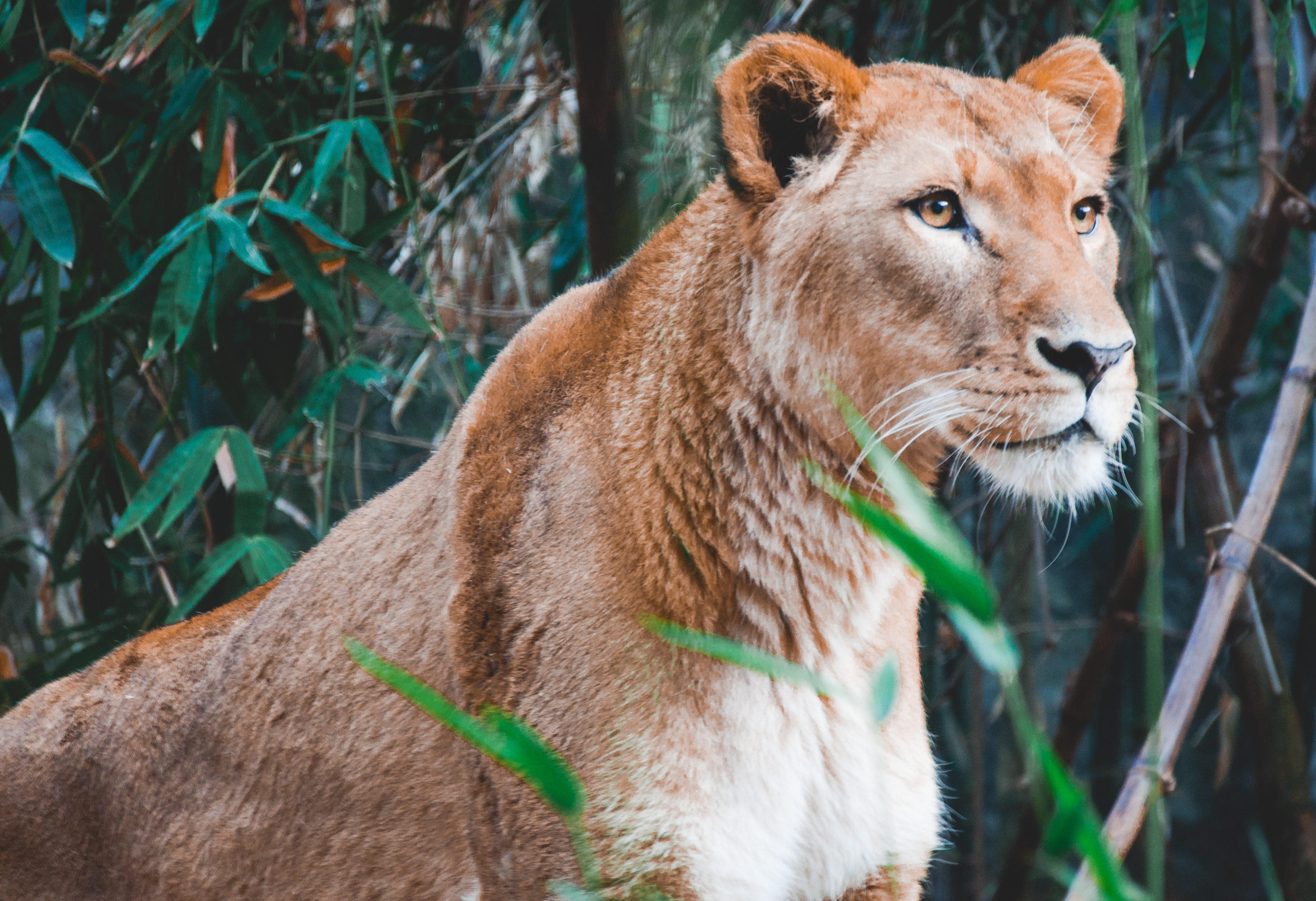 Free download wallpaper Lioness, Animals, Predator, Big Cat, Lion on your PC desktop