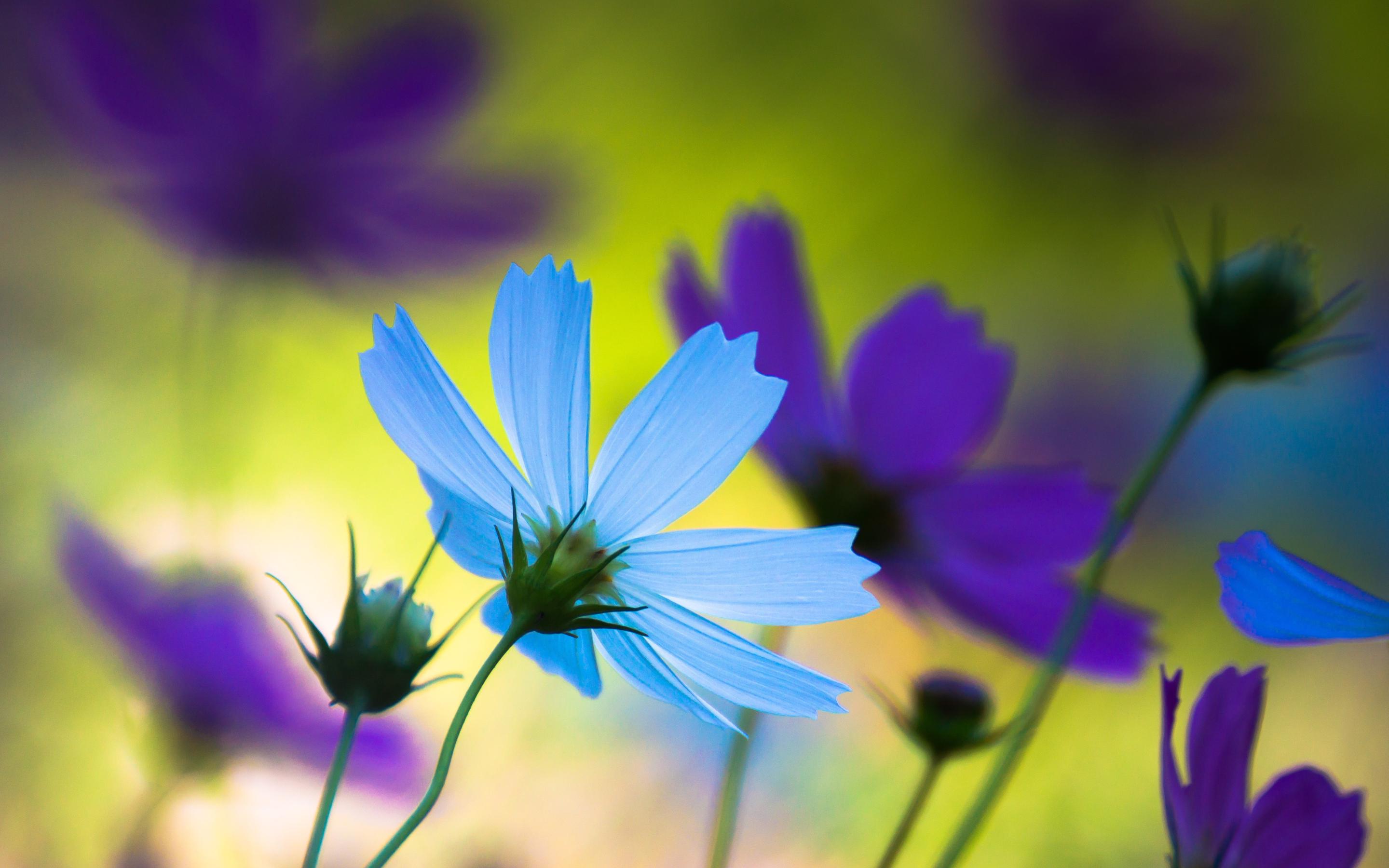 Download mobile wallpaper Earth, Cosmos, Blue Flower for free.