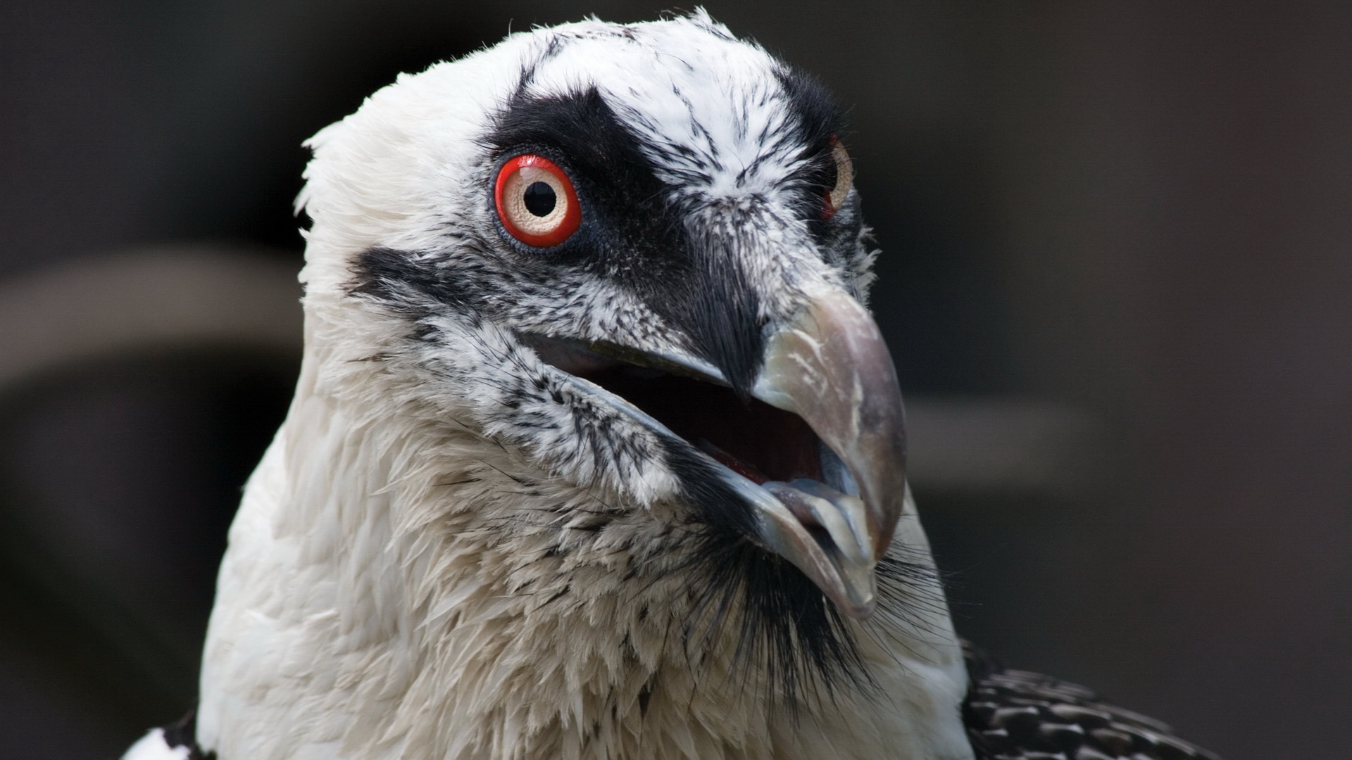 Download mobile wallpaper Vulture, Birds, Animal for free.