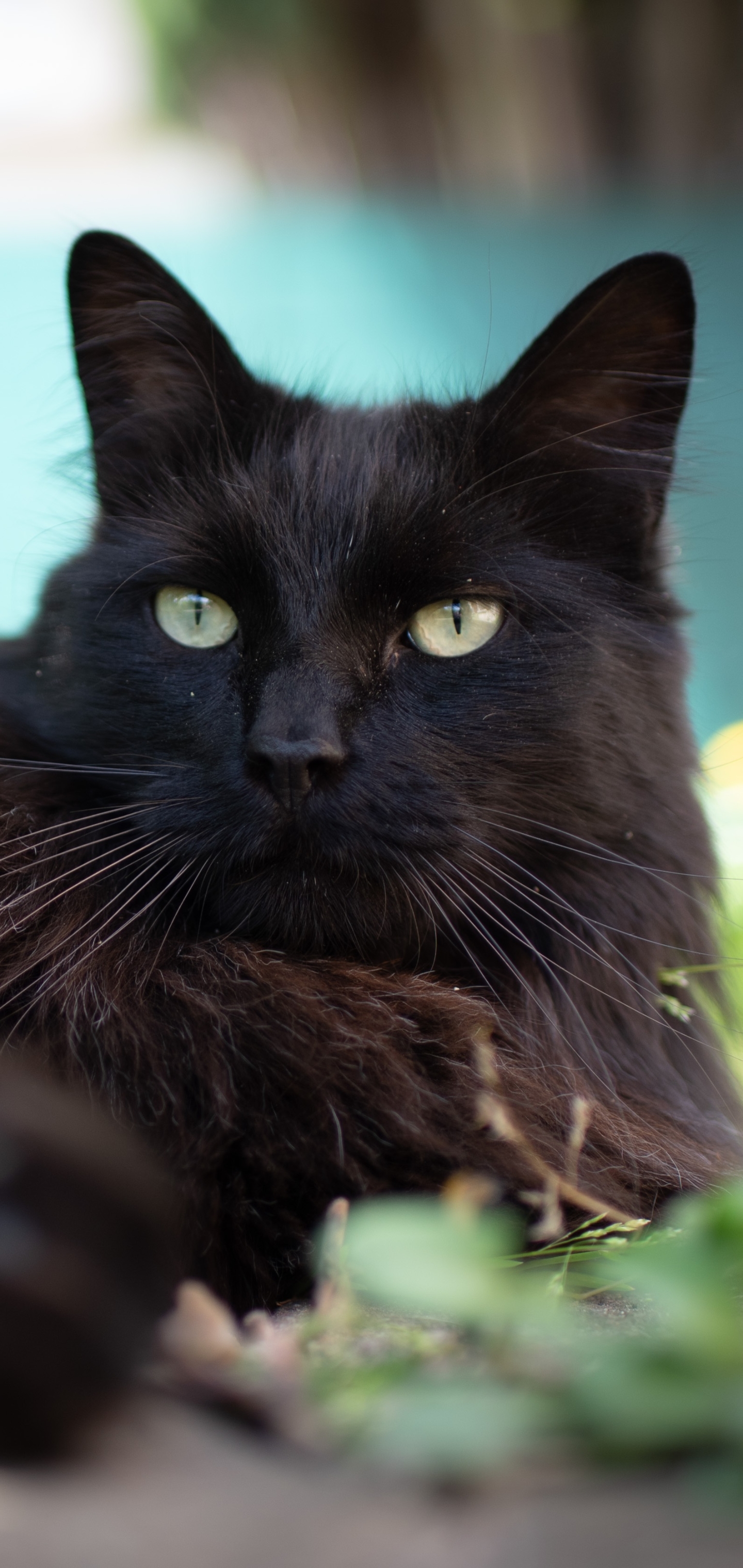 Baixe gratuitamente a imagem Animais, Gatos, Gato na área de trabalho do seu PC