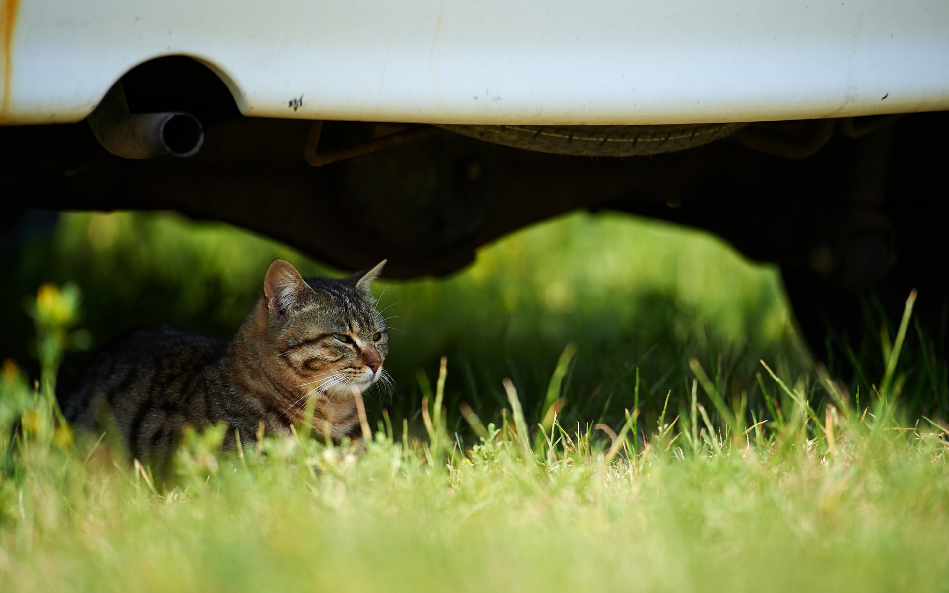 Descarga gratuita de fondo de pantalla para móvil de Animales, Gatos, Gato.