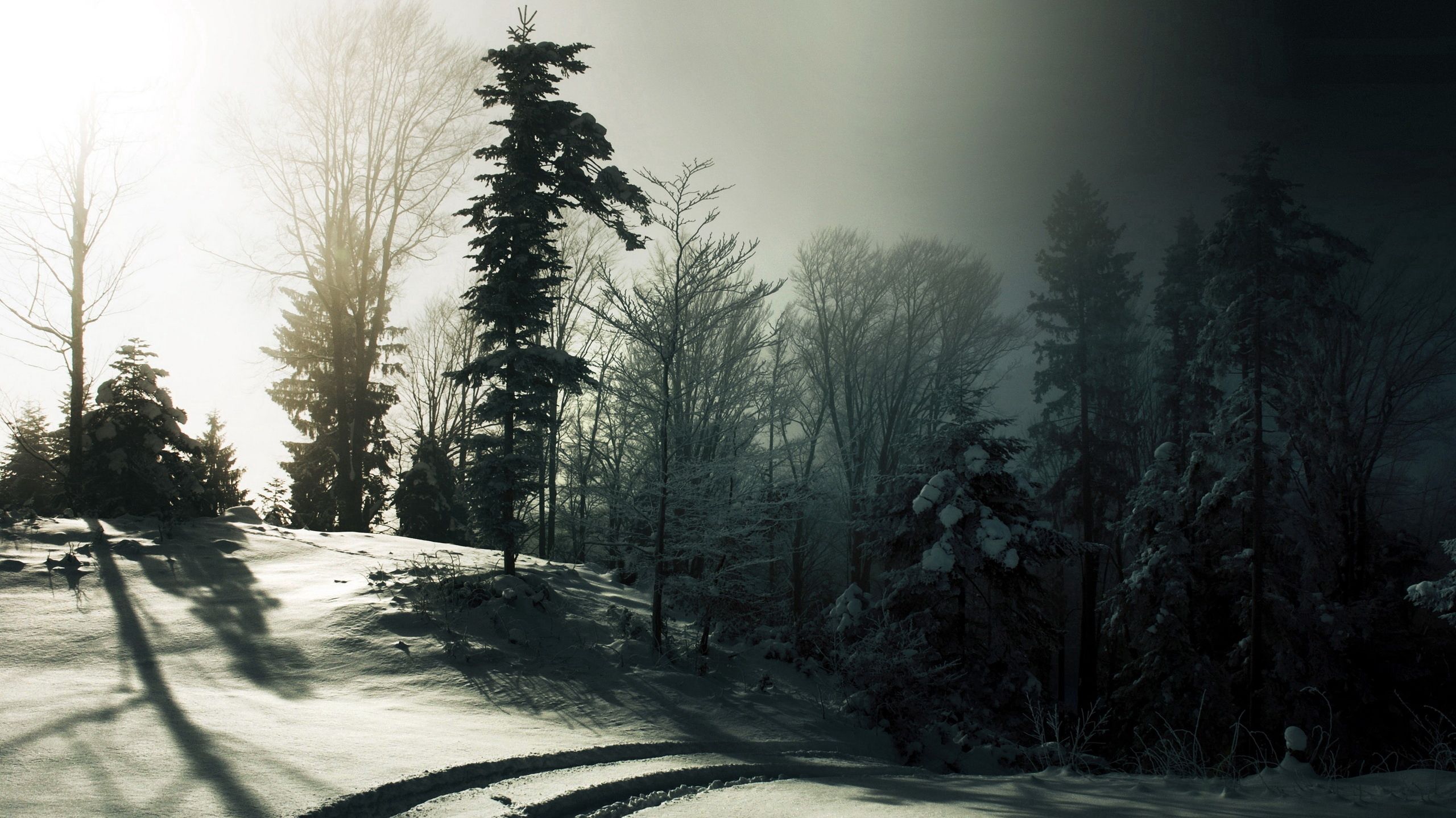 nature, trees, snow, forest, darkness, shadows, traces HD wallpaper