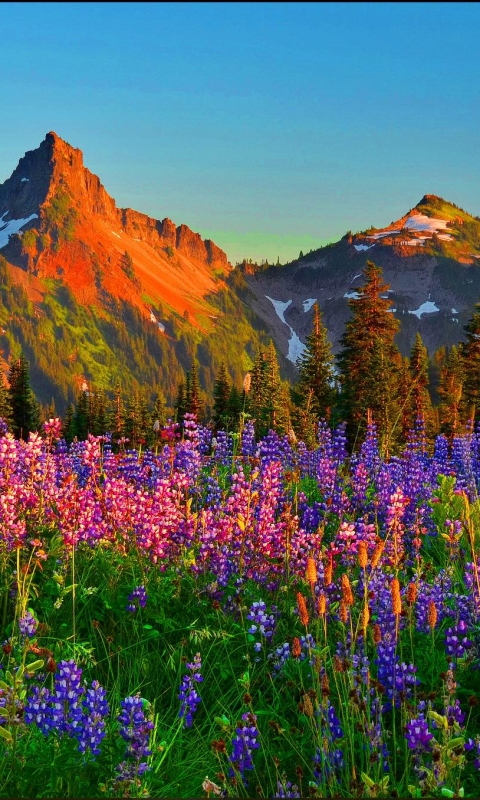 Скачать картинку Пейзаж, Природа, Гора, Цветок, Дерево, Земля, Весна, Люпин, Земля/природа в телефон бесплатно.