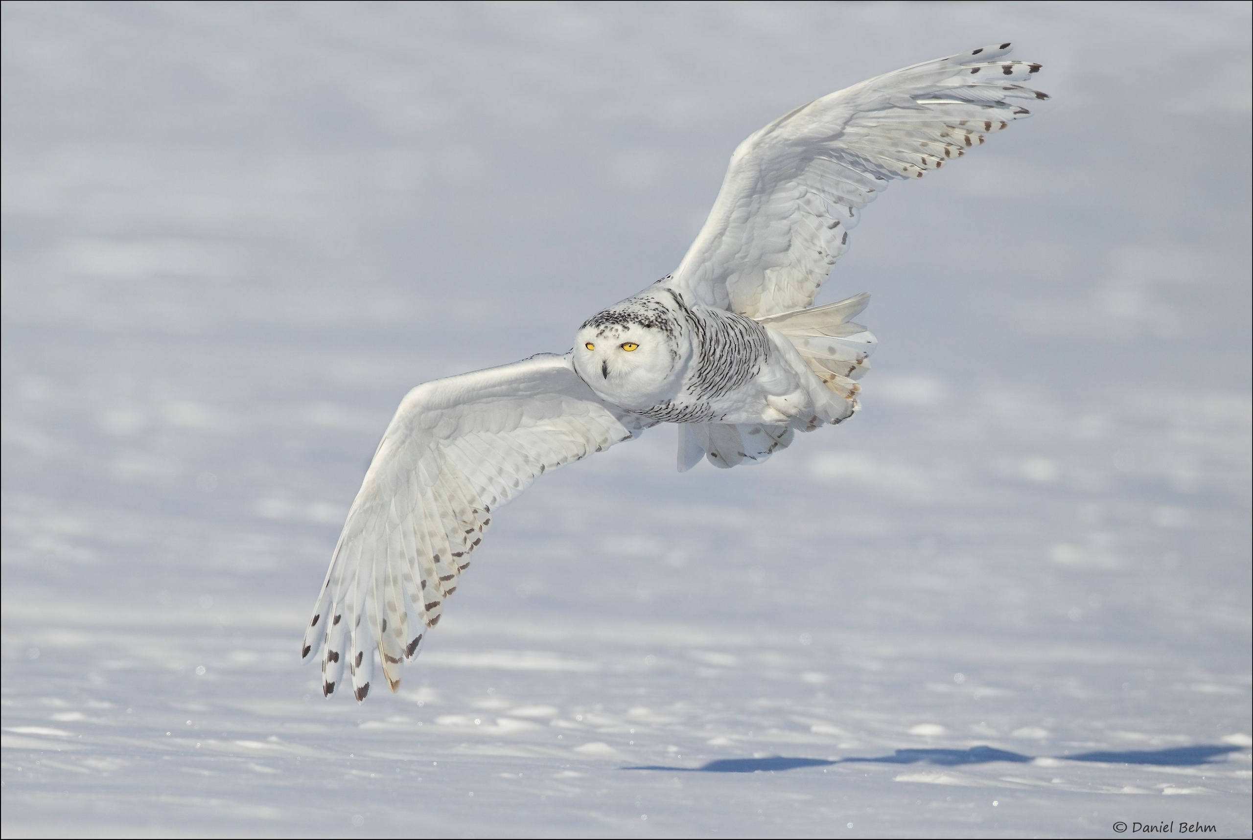 birds, animal, snowy owl