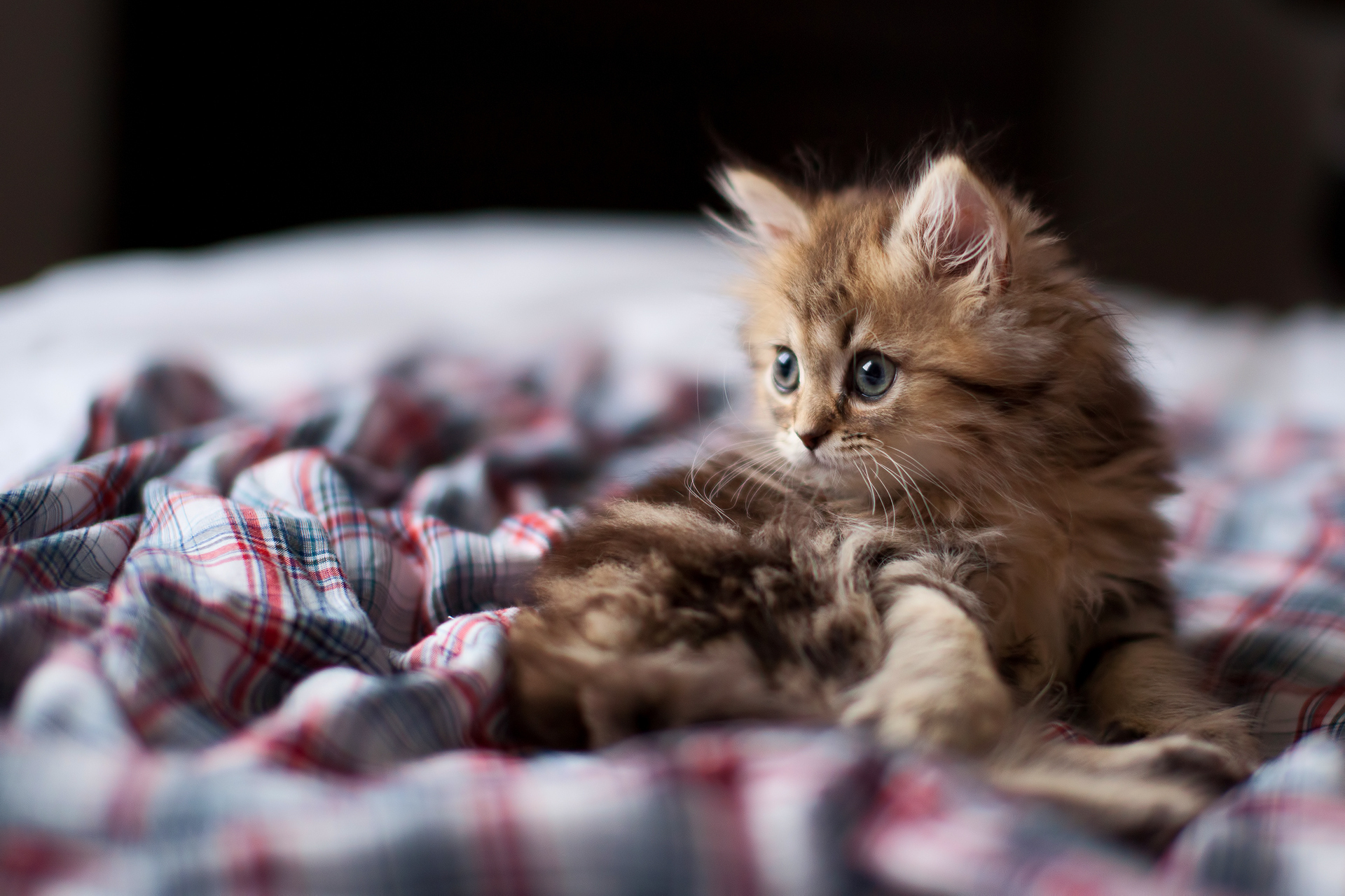 Baixar papel de parede para celular de Animais, Gatos, Gato gratuito.