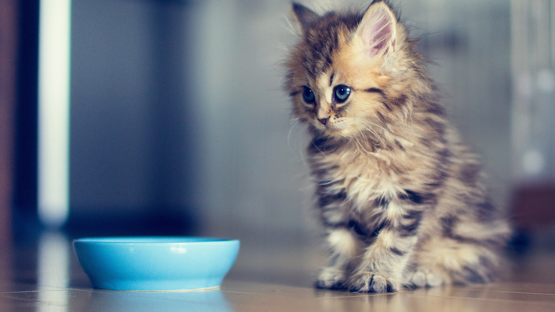 Téléchargez gratuitement l'image Animaux, Chat sur le bureau de votre PC