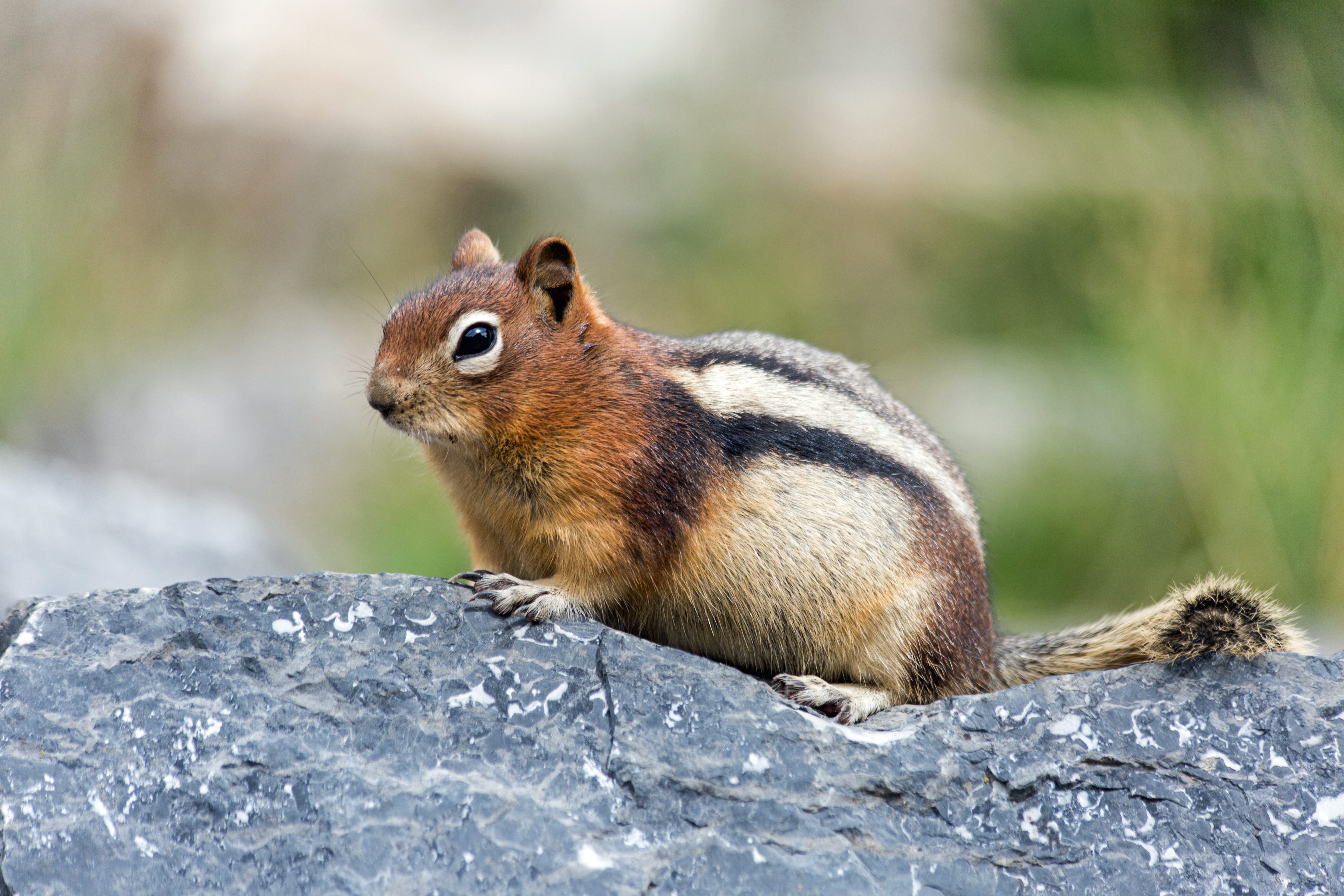 Laden Sie das Tiere, Nagetier, Streifenhörnchen-Bild kostenlos auf Ihren PC-Desktop herunter