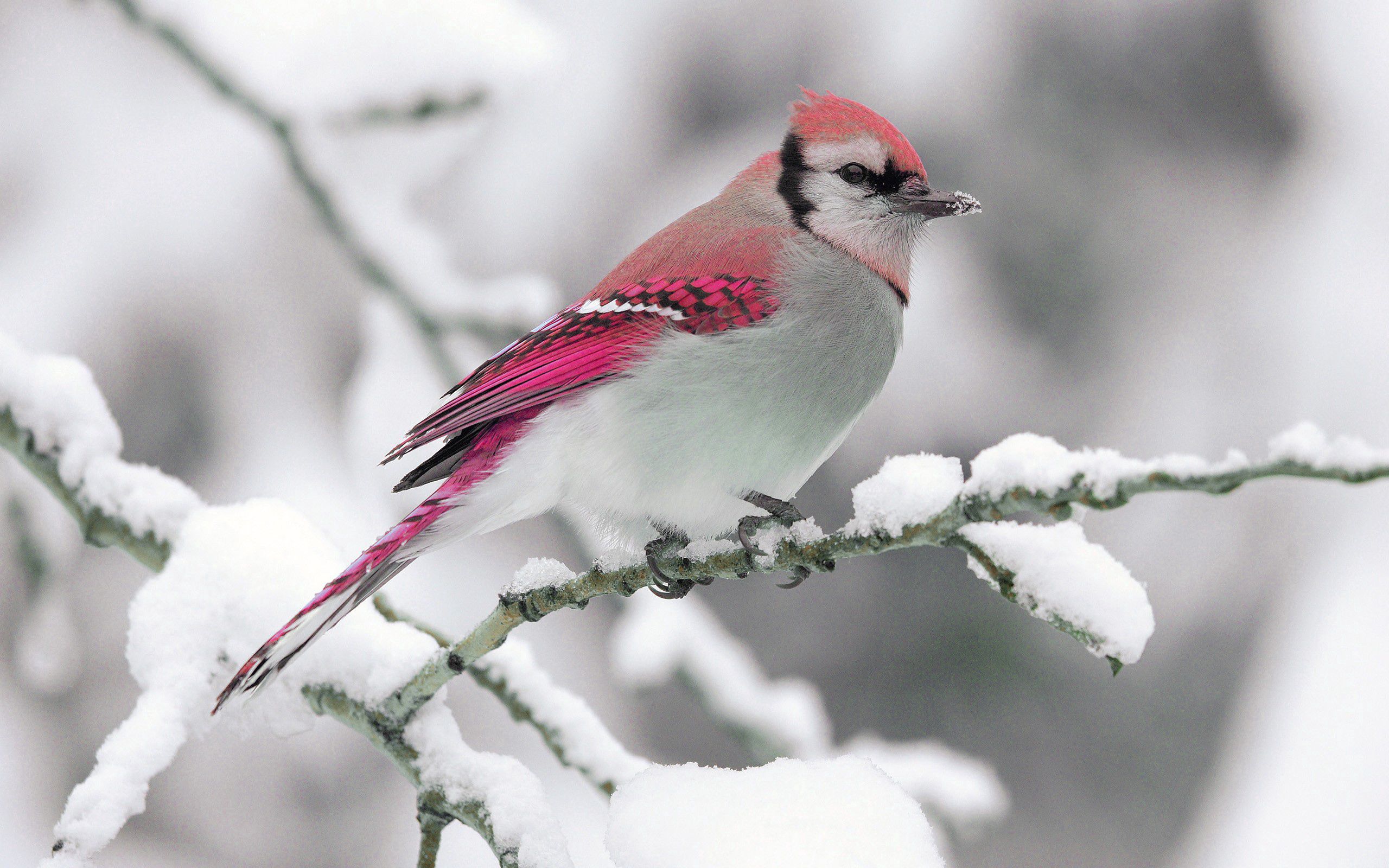 152762 descargar fondo de pantalla nieve, invierno, animales, naturaleza, pájaro, rama: protectores de pantalla e imágenes gratis